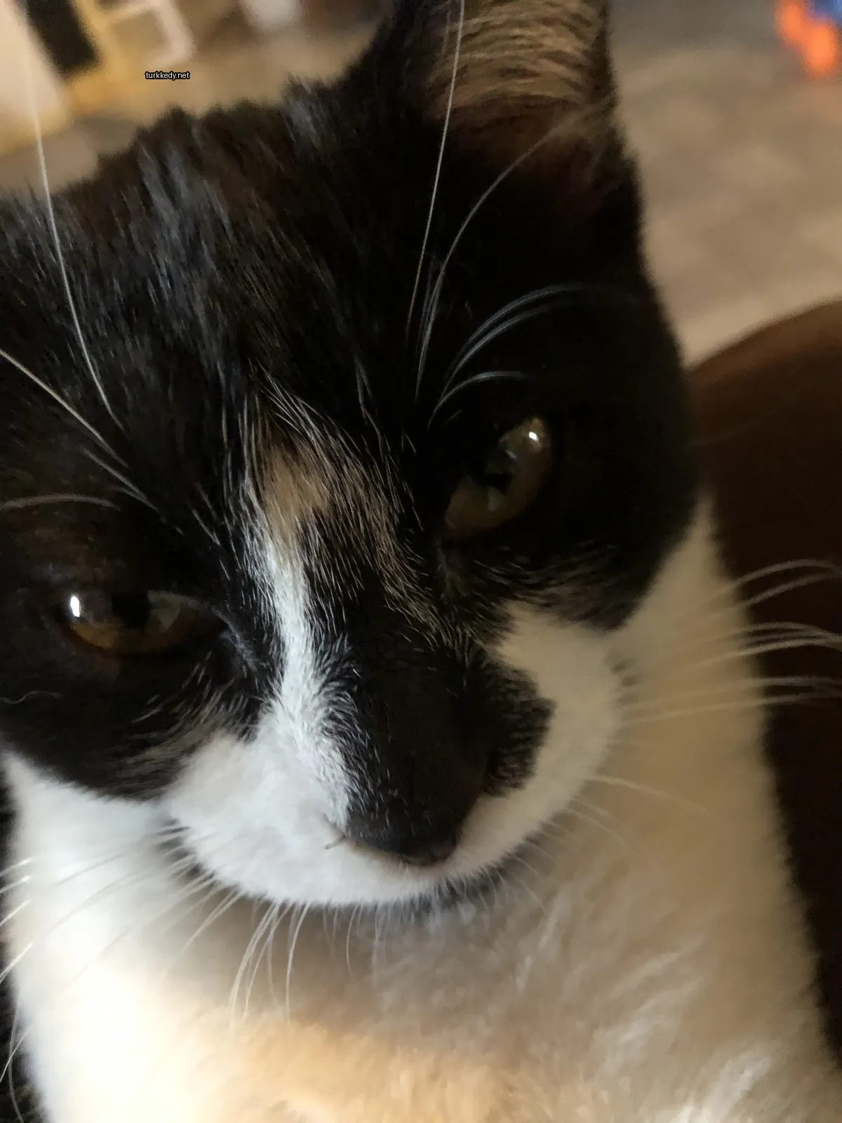 Siyah bir kedi, beyaz burun ve kaşları ile kahverengi bir sofa üzerinde oturuyor.