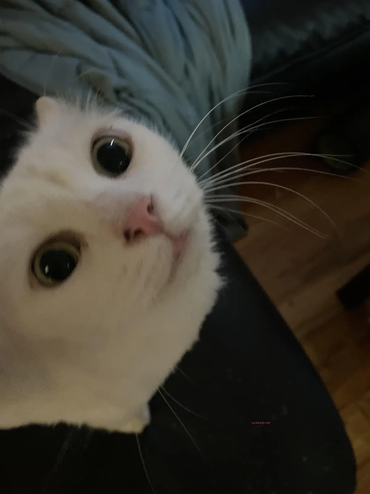 Kedi #2766