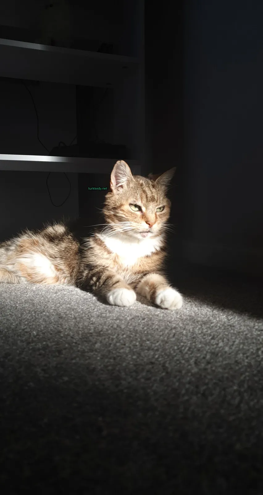 Koyu kahverengi ve beyaz bir kedi, beyaz bir çeneli ve tüylü olarak bir halı üzerinde yatıyor.