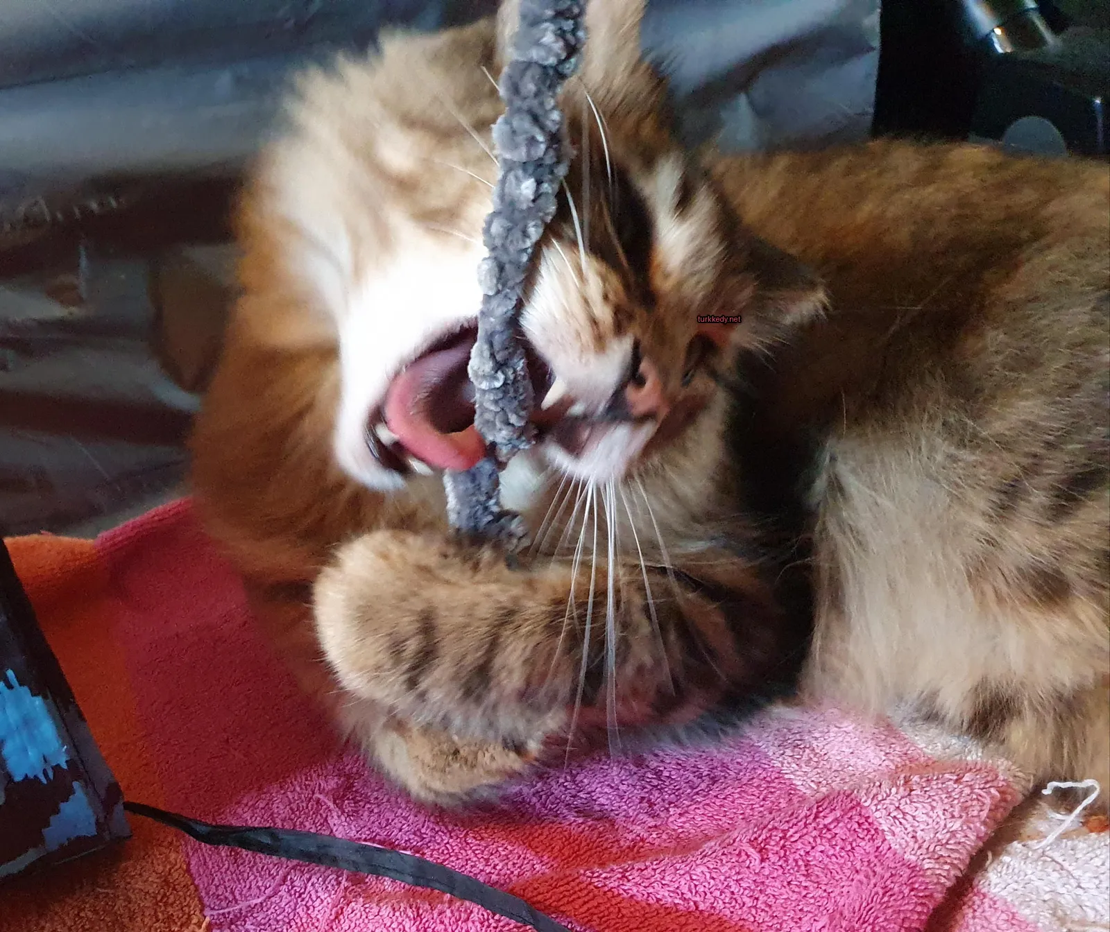 Kedi #2770
