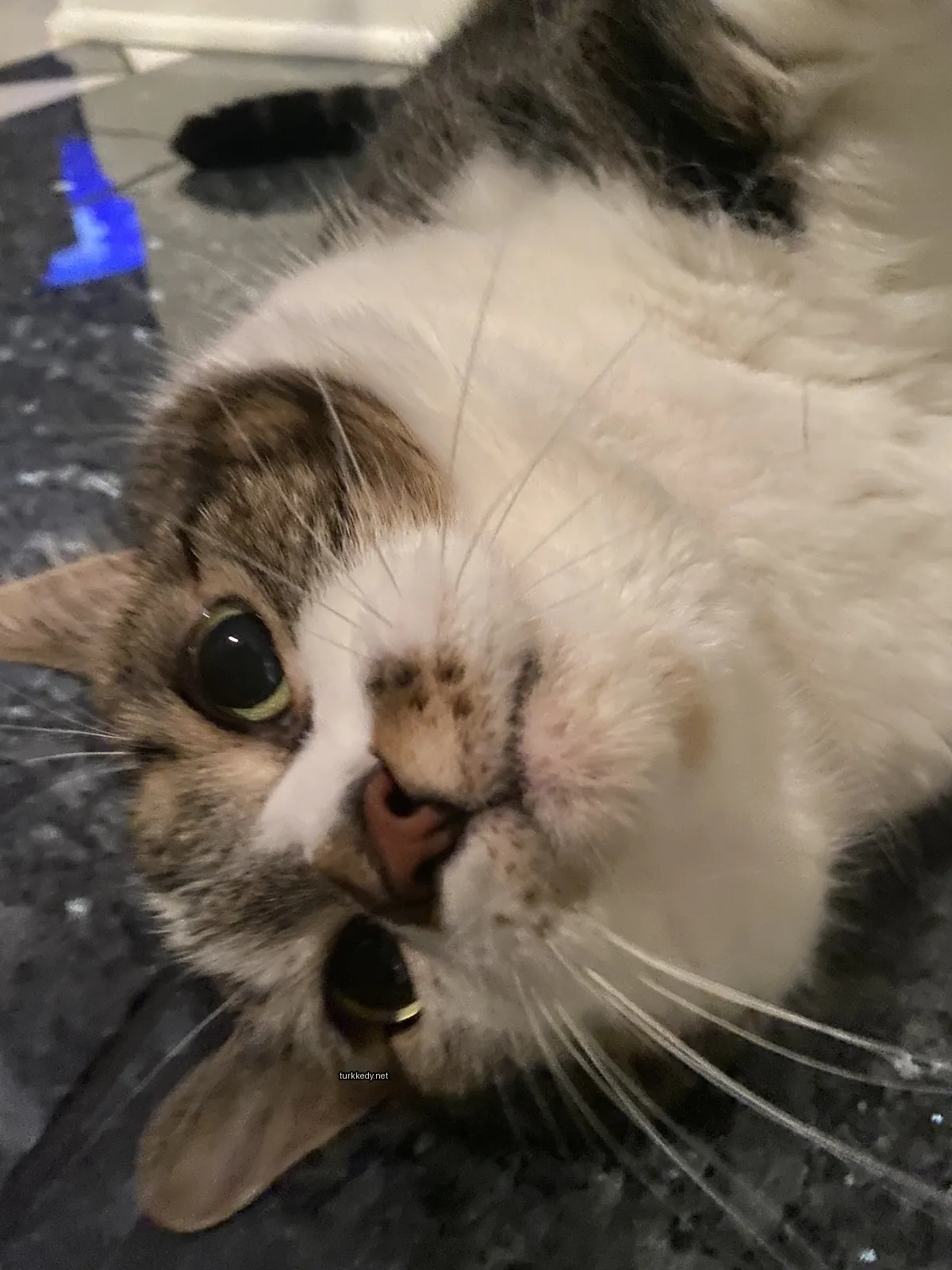 Beyaz ve kahverengi bir kedi, siyah burun ve tüylü, bir tezgahda yatıyor.