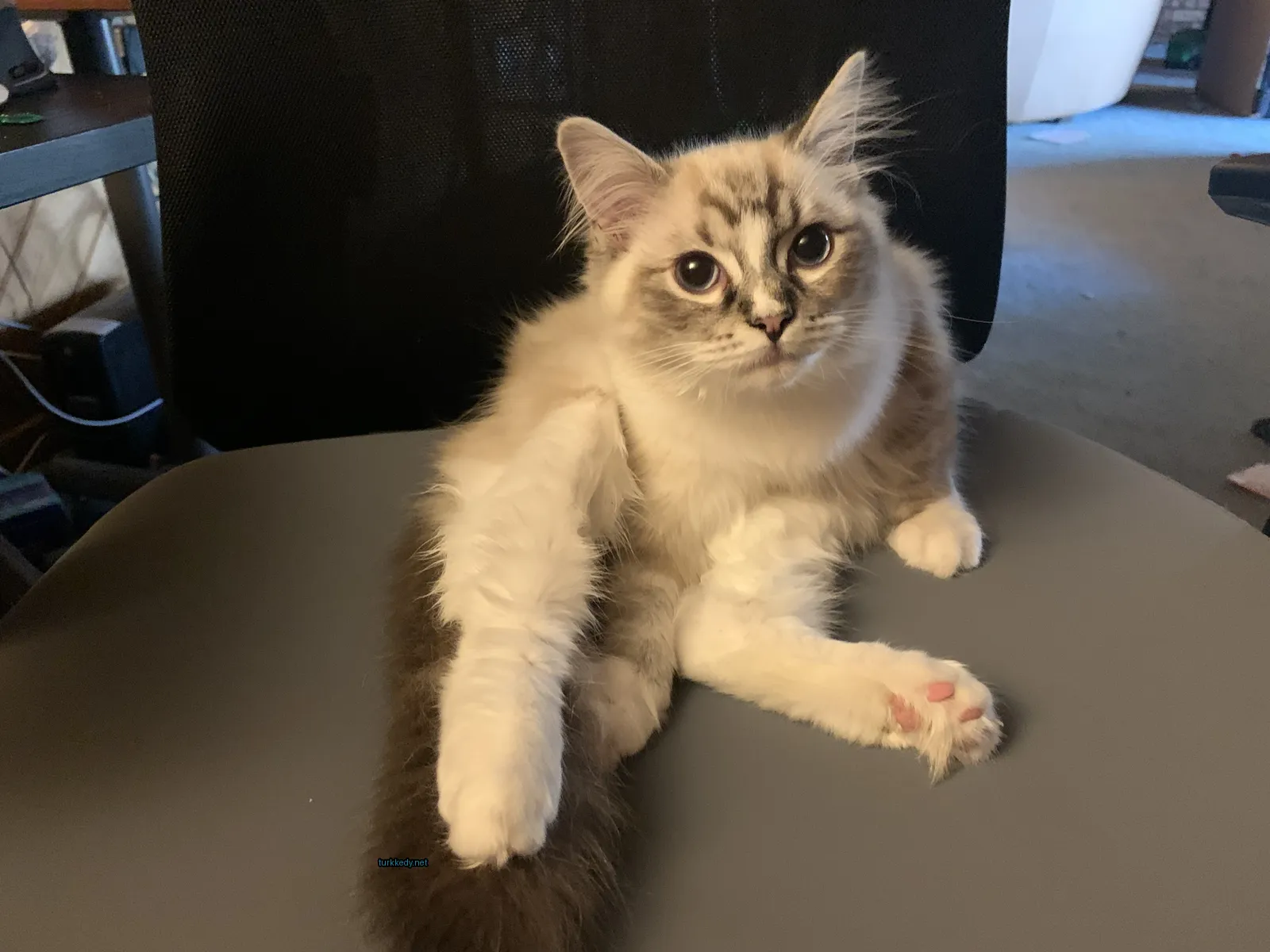 Beyaz ve gri bir kedi masa üzerinde oturuyor.