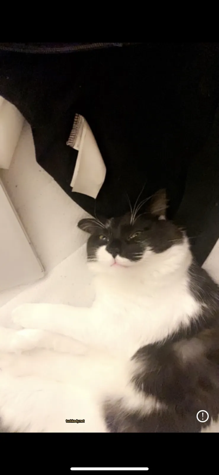 Kedi #2774