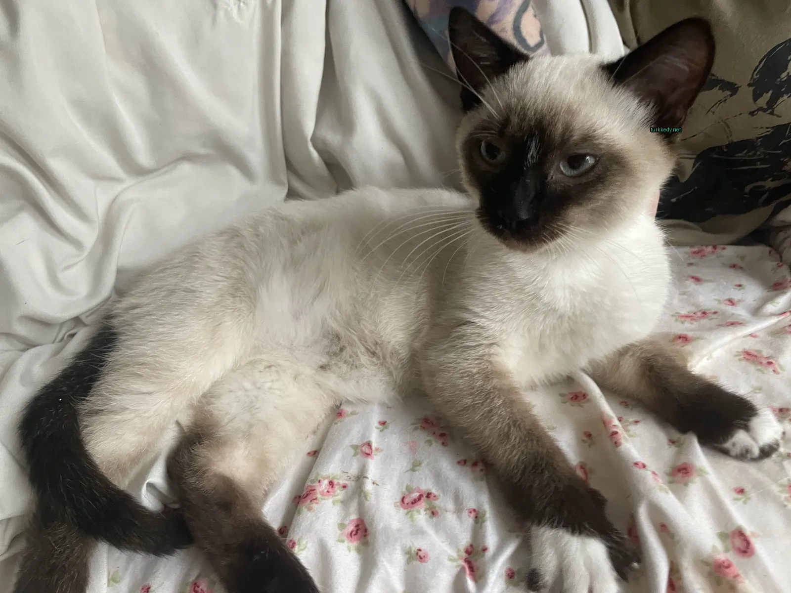 Beyaz bir göğsü ve siyah kulakları ve kuyruğu olan bir Siyam kedi beyaz ve pembe bir minder üzerinde yatıyor.