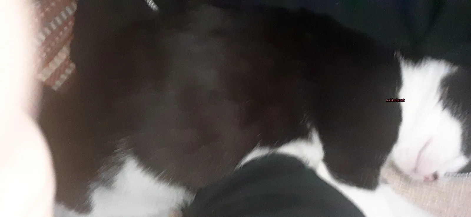 Siyah beyaz bir kedi bir kişinin bacak üzerinde yatıyor.