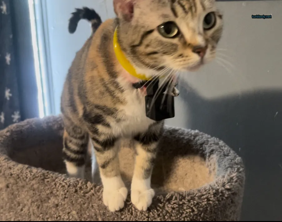 Sarı bir kemerli ve siyah beyaz bir kedi yastığında duruyor.