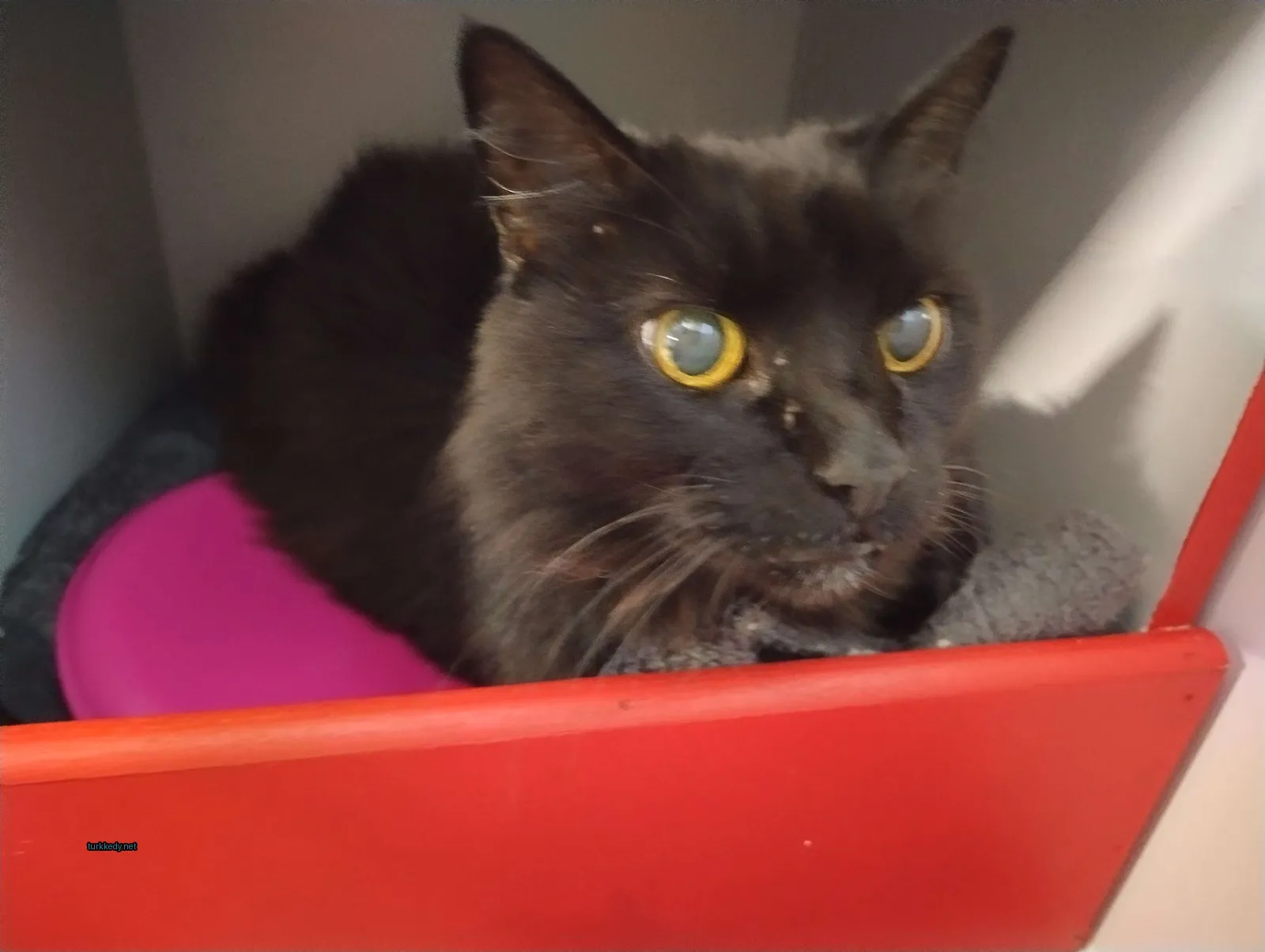Kedi #2778