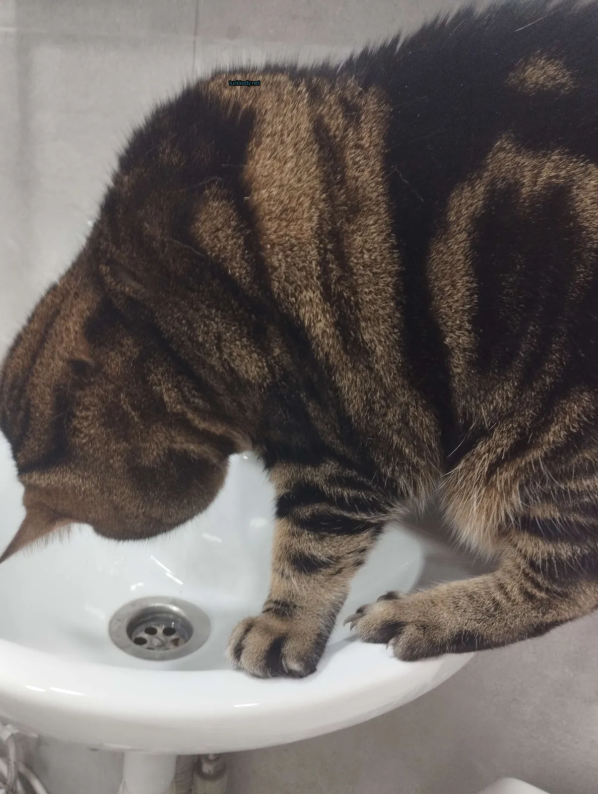 Siyah beyaz bir kedi, bir banyo küvetinin üzerinde su içiyor.