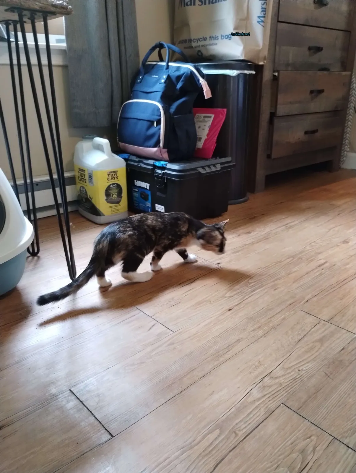 Bir kedi ahşap zemin üzerinde yürüyor.