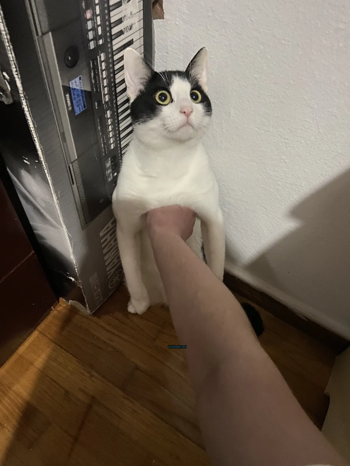 Siyah ve beyaz bir kedi, bir kişinin kolunda mavi gözleri ve pembe burunlu olarak oturuyor.