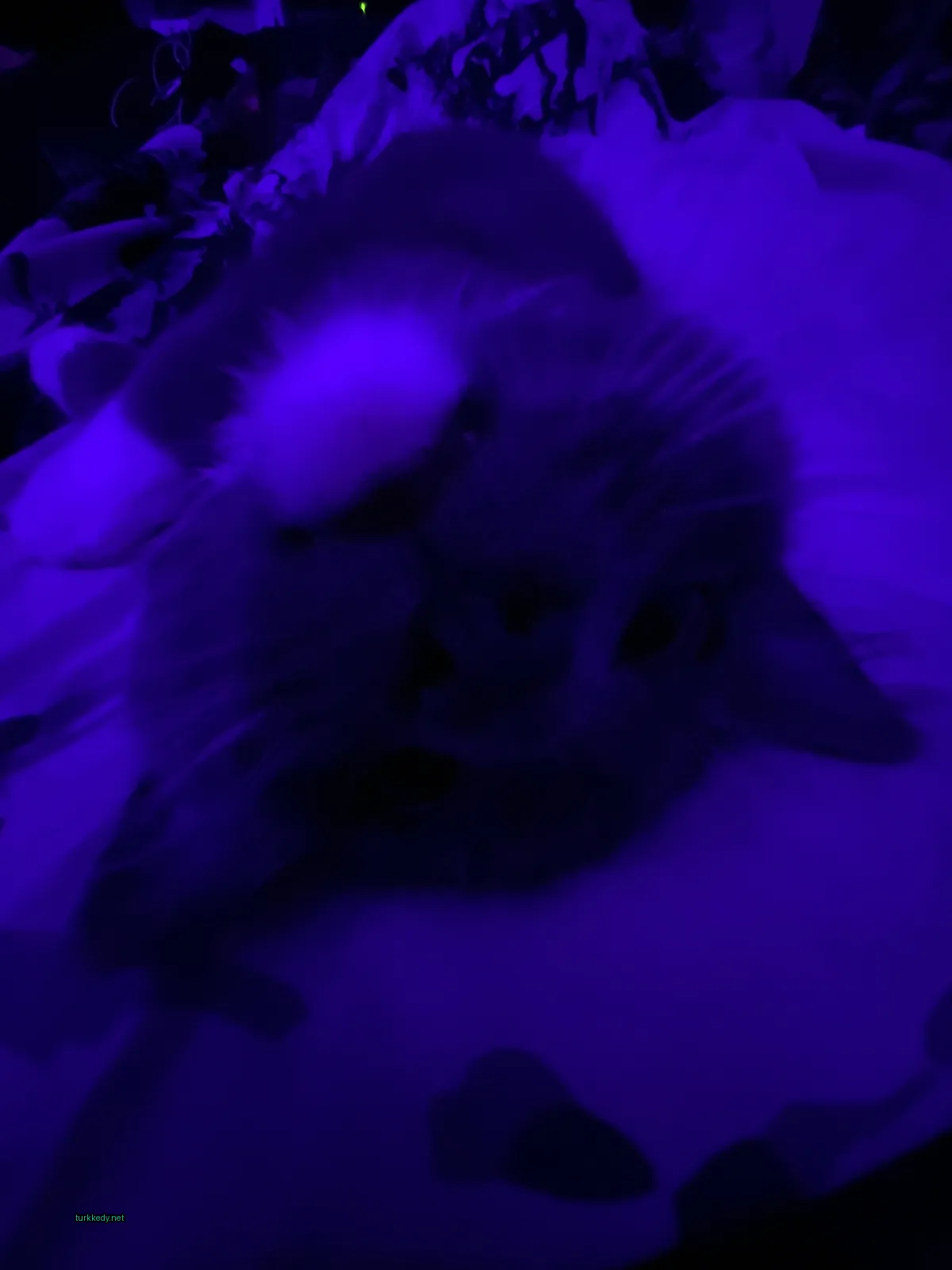Kedi #2782
