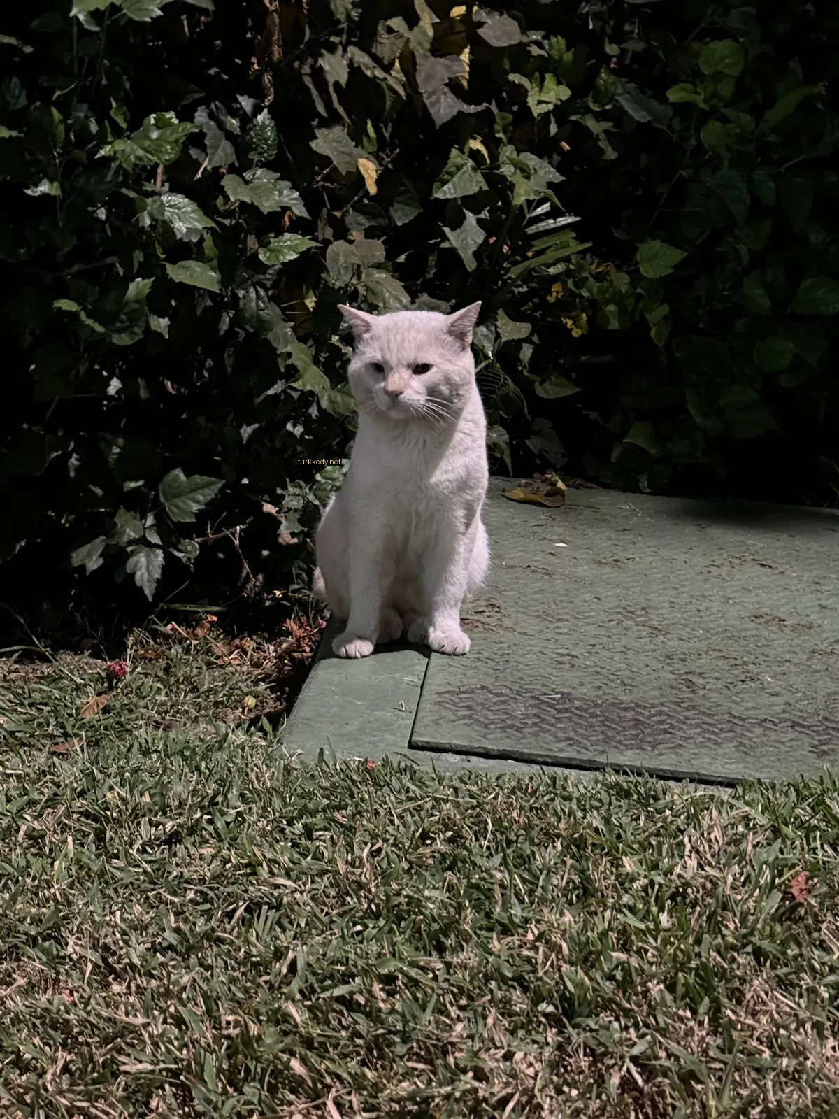 Beyaz bir kedi, gri yüzüyle yeşil bir yüzeyde oturuyor.