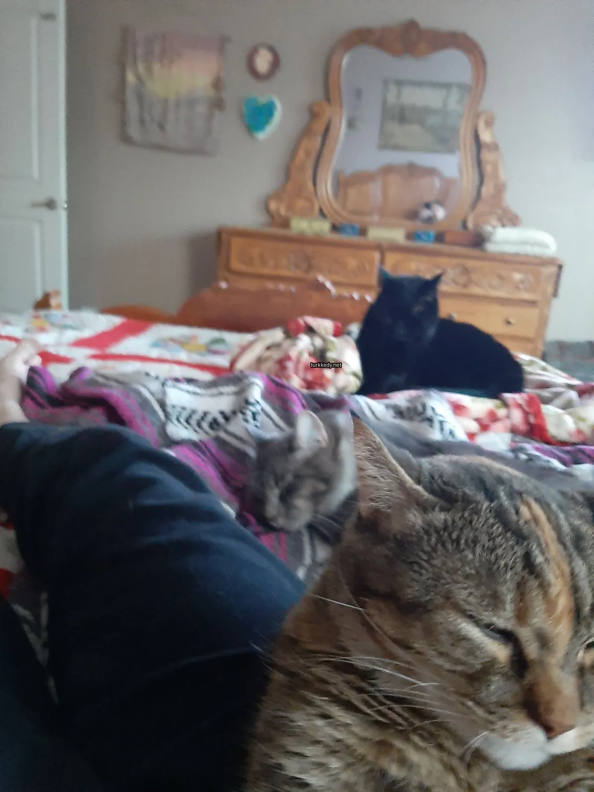 Siyah bir kedi bir kişinin yanına yatıp uyuyor.