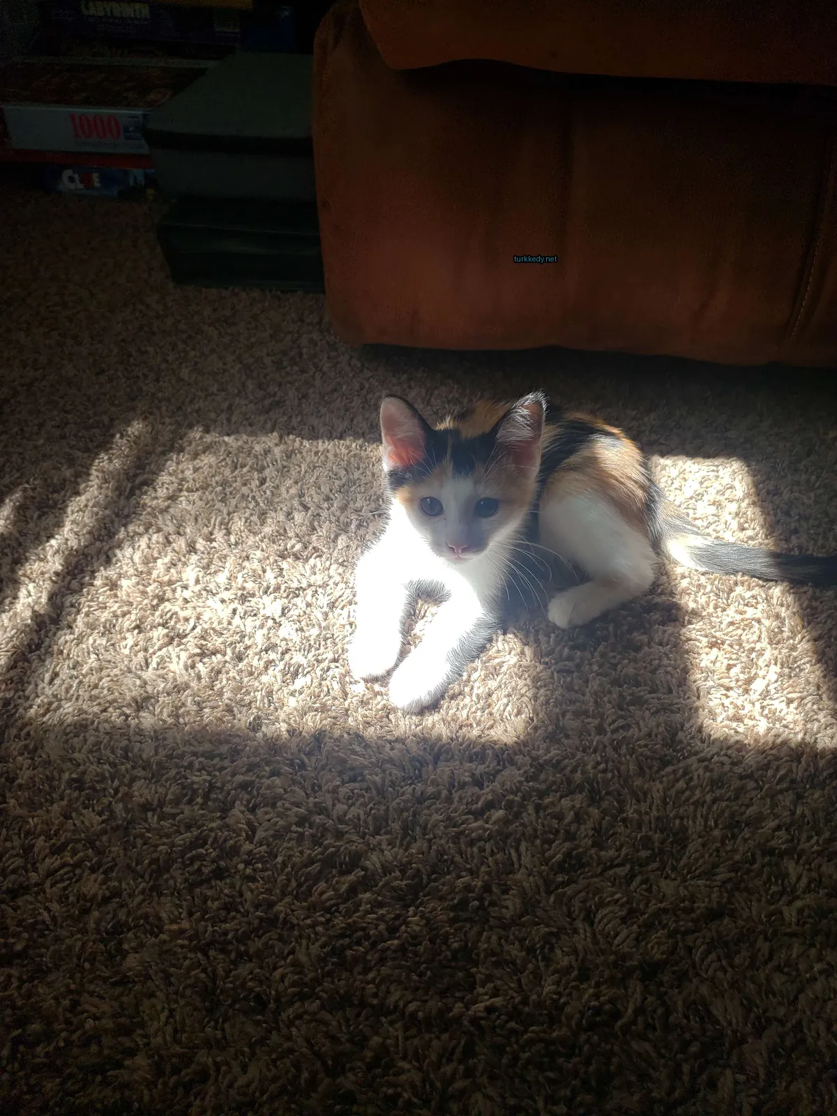 Kedi #2786