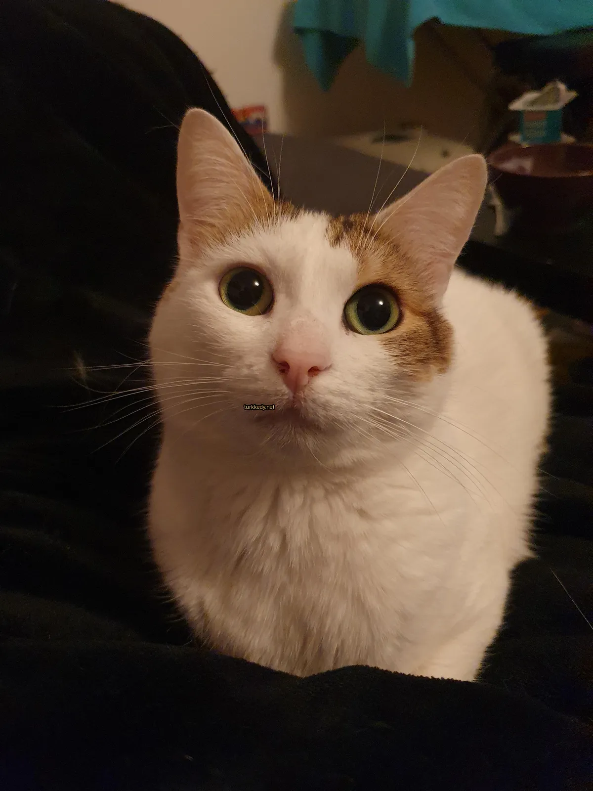 Beyaz ve kahverengi bir kedi mavi bir dişini ağzında taşıyor.