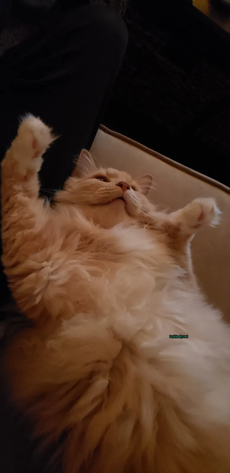 Beyaz ve turuncu bir kedi bir sofa üzerinde yatıyor.