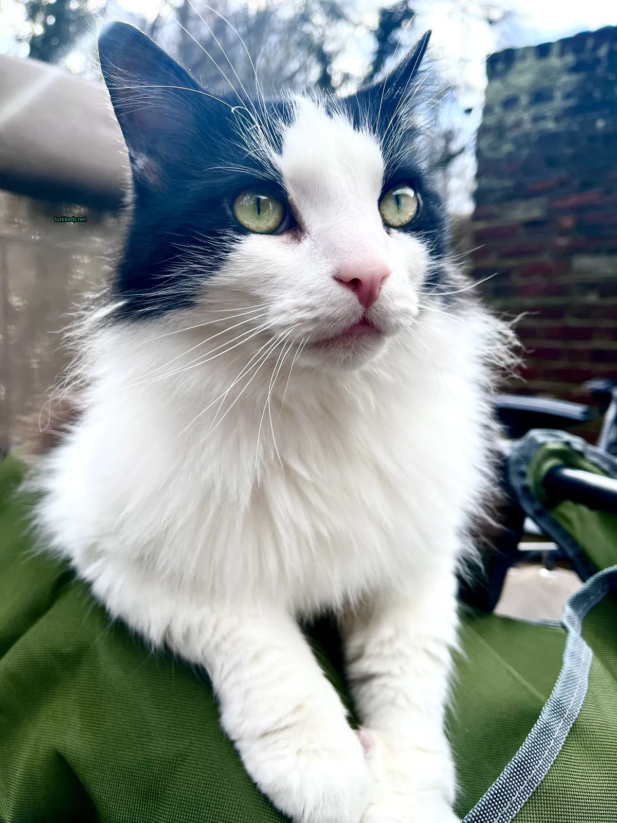 Kedi fotoğrafı #2790