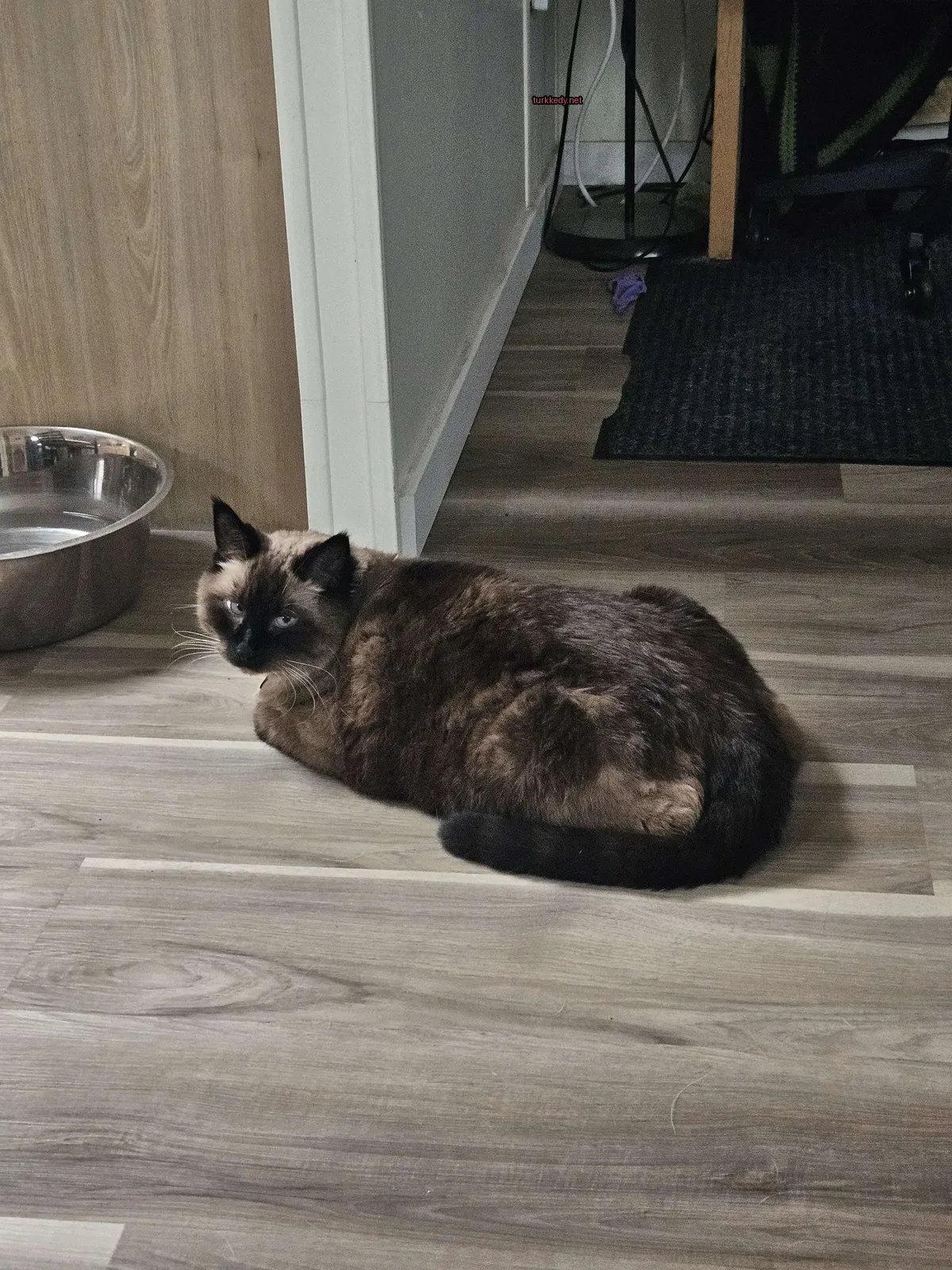 Kara ve siyah bir kedi su kabının önünde zemine yatıyor.