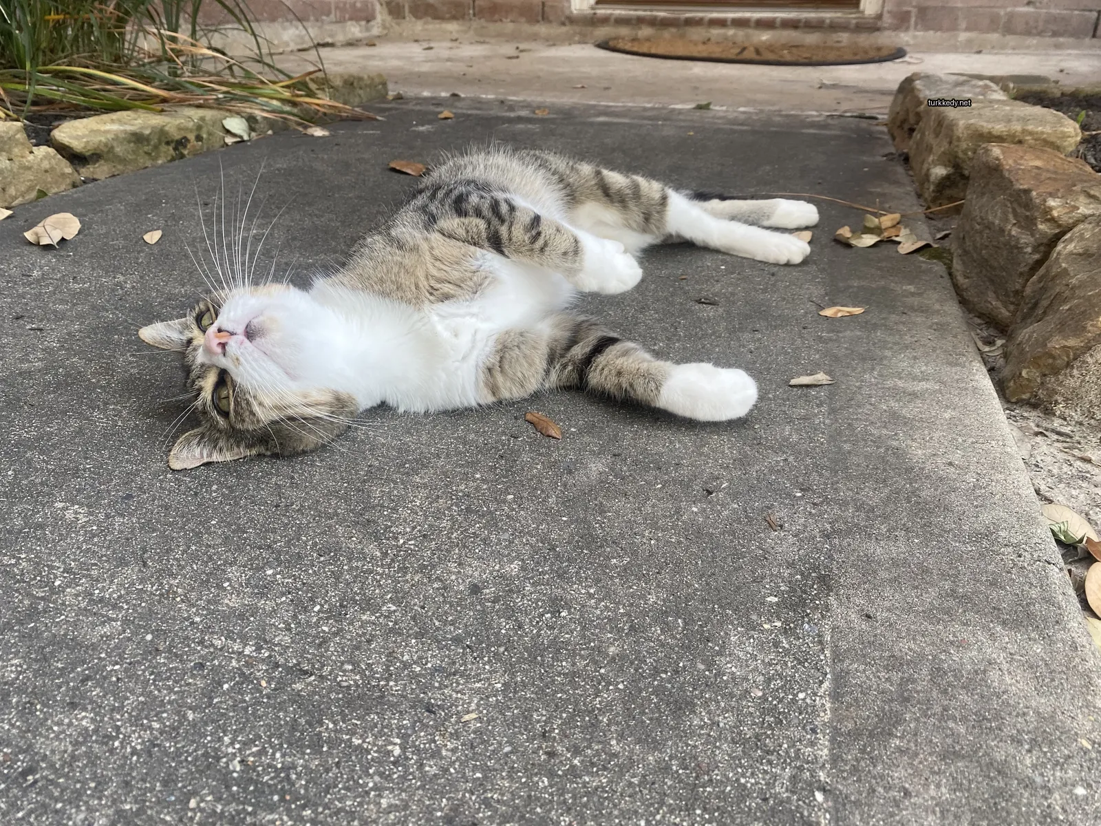 Bir kedi, bir şeritli desenli olarak zemine yatıyor.