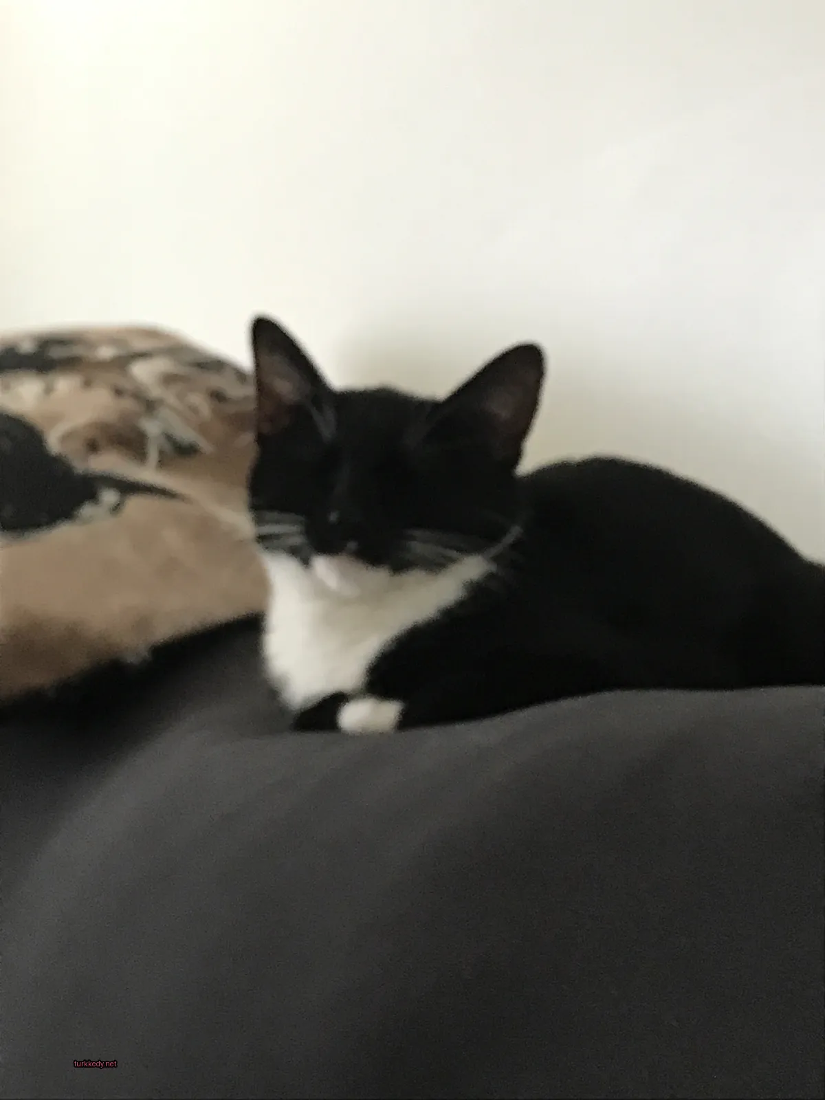 Kedi #2794