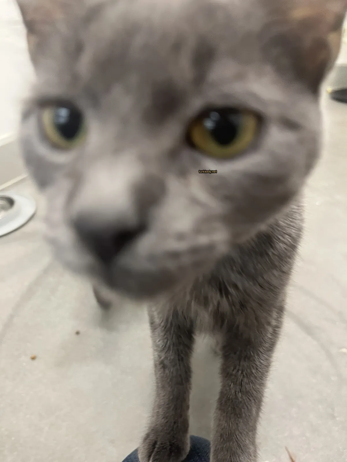 Gri bir kedi, beyaz burunlu ve sarı gözlerle kameralara bakıyor.