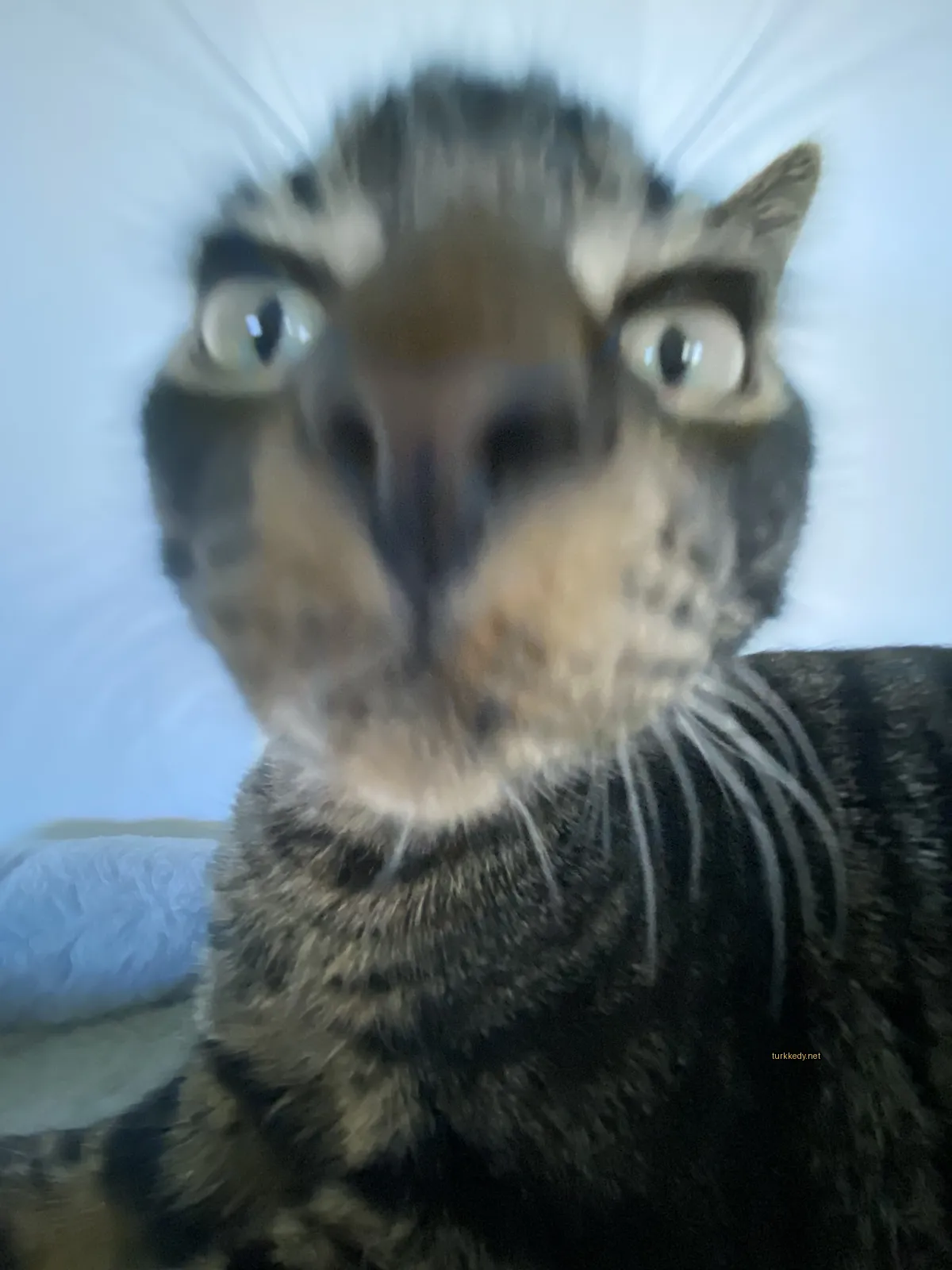 Siyah ve beyaz bir kedi, damarlı bir desene sahip, kameralara bakıyor.