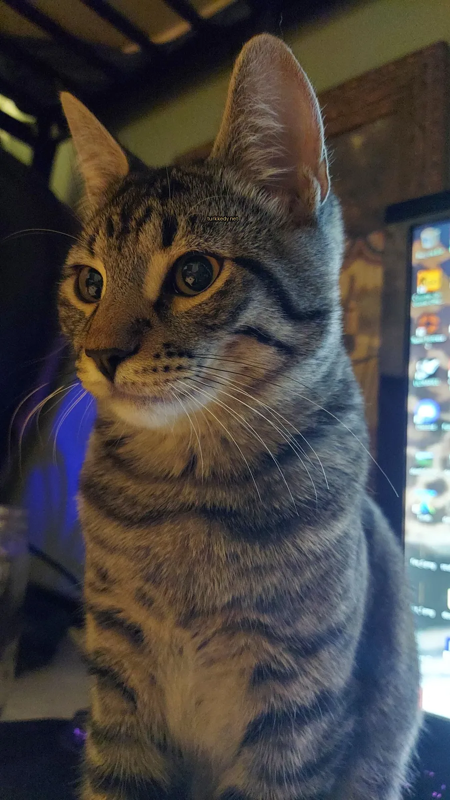 Kedi #2798