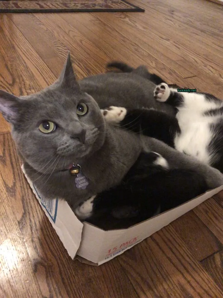 Gri bir kedi beyaz bir kutuda gri kuyruğu ve siyah ayakları ile yatıyor.