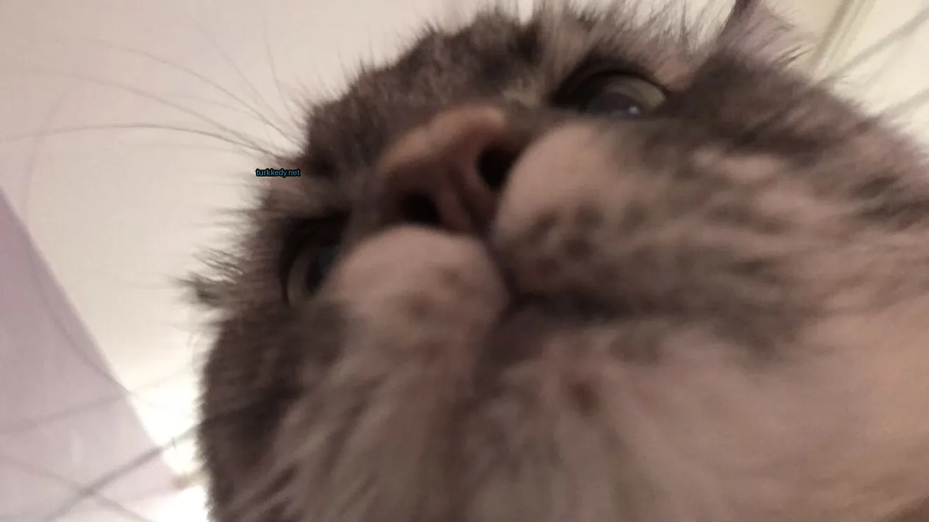Gri ve beyaz bir kedi, siyah burun ve gözleri var.