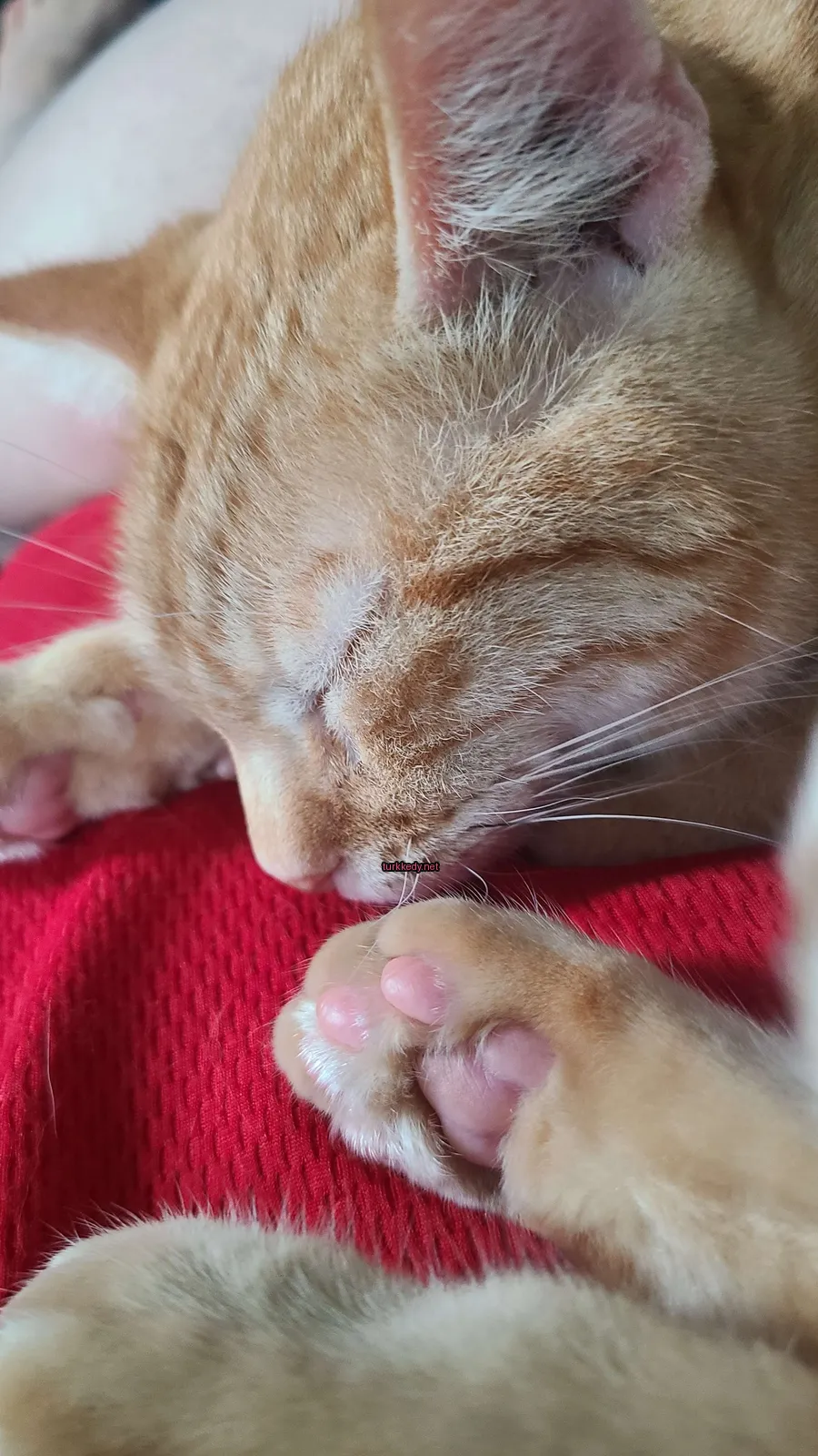 Kırmızı bir bez üzerinde beyaz ve turuncu tüylü bir kedi yatıyor.