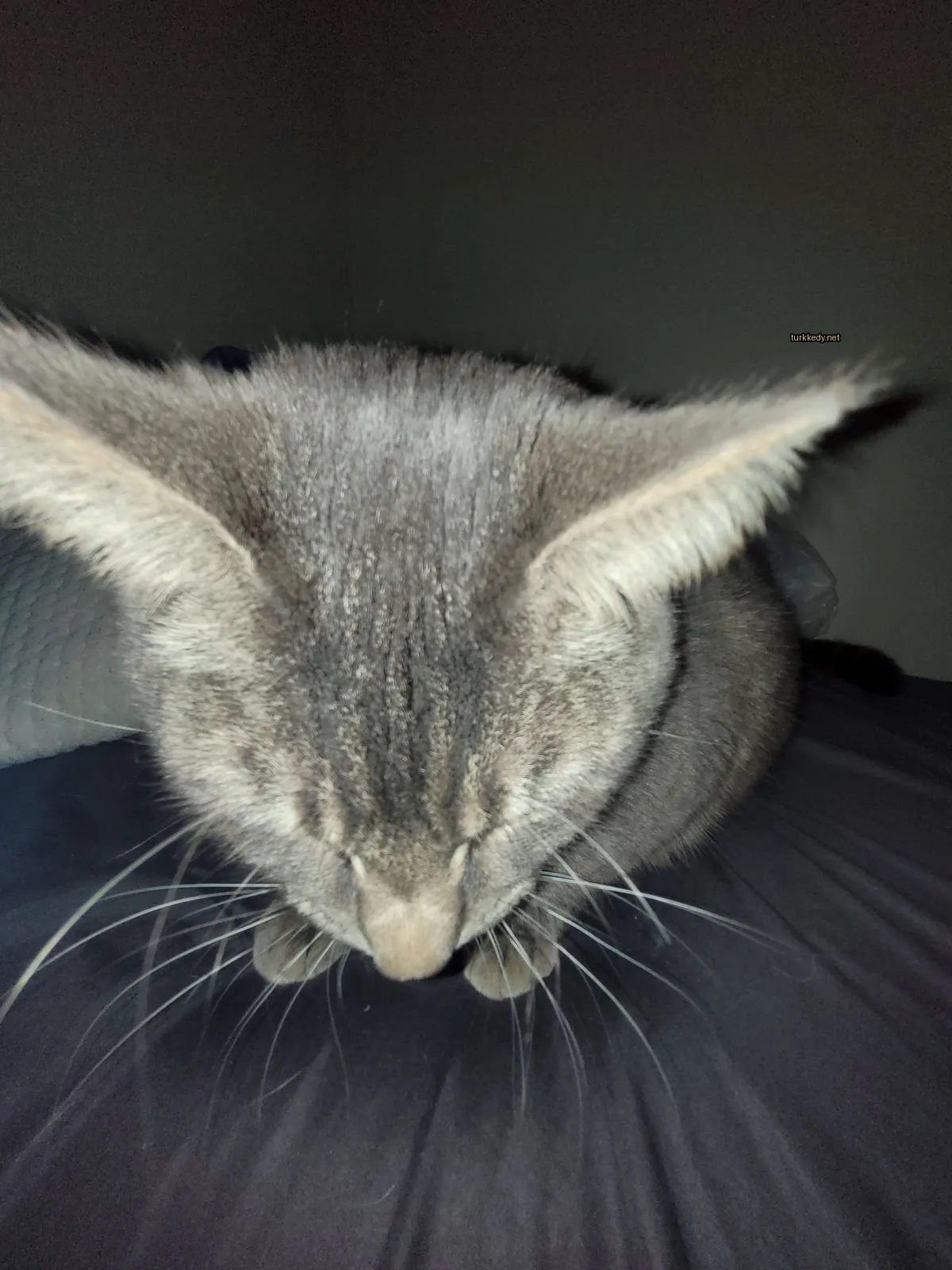 Kedi fotoğrafı #2802