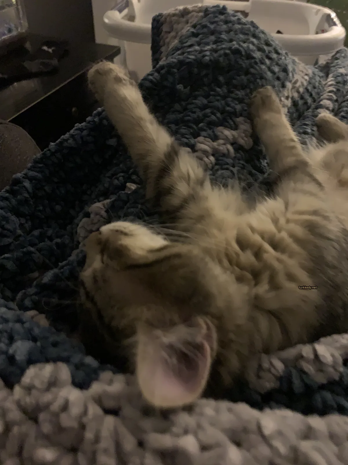 Beyaz ve gri bir kedi bir bez üzerine yatıyor.