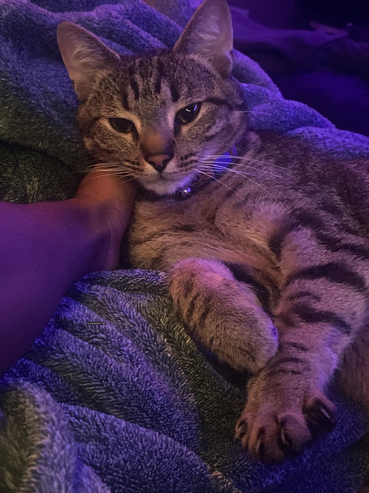 Gri ve beyaz bir kedi, mavi bir kemerle yastık üzerinde yatıyor.