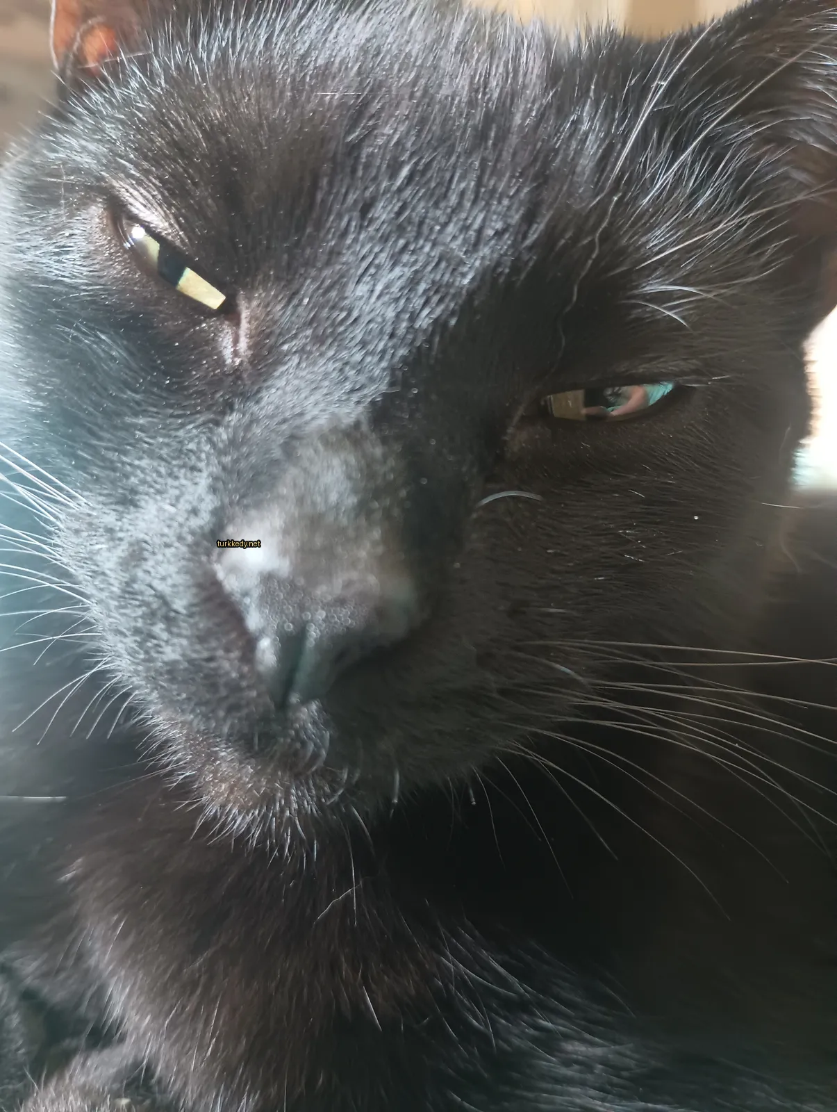 Siyah bir kedi, burnunda beyaz bir leke var.