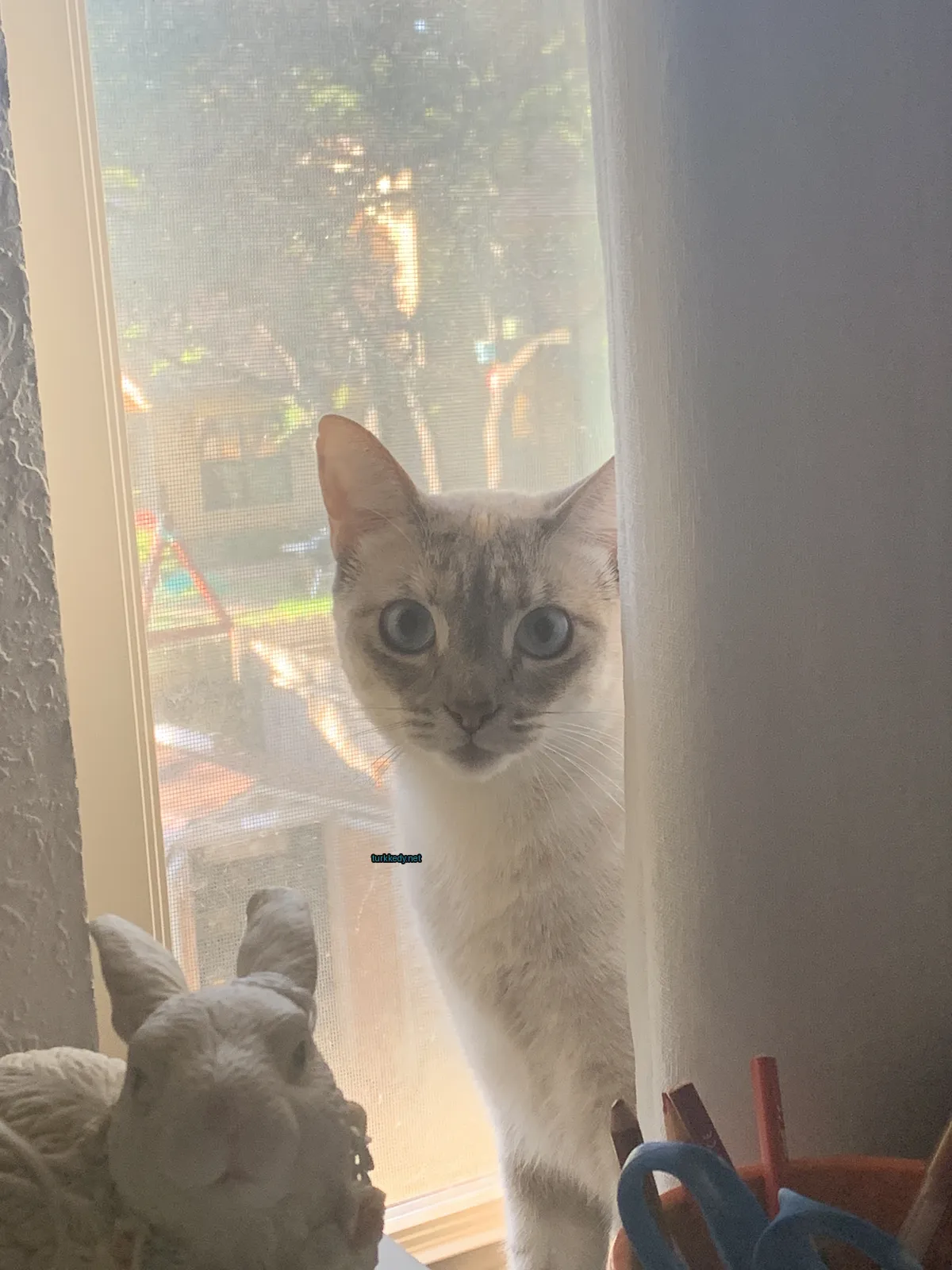 Beyaz bir kedi, gri ve beyaz yüzüyle güneş ışığında pencereden dışarı bakıyor.