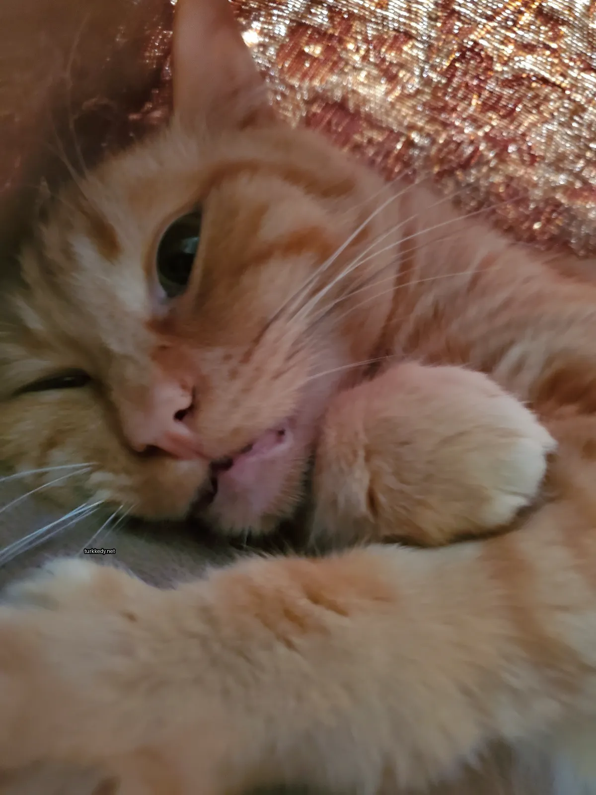 Kedi #2806