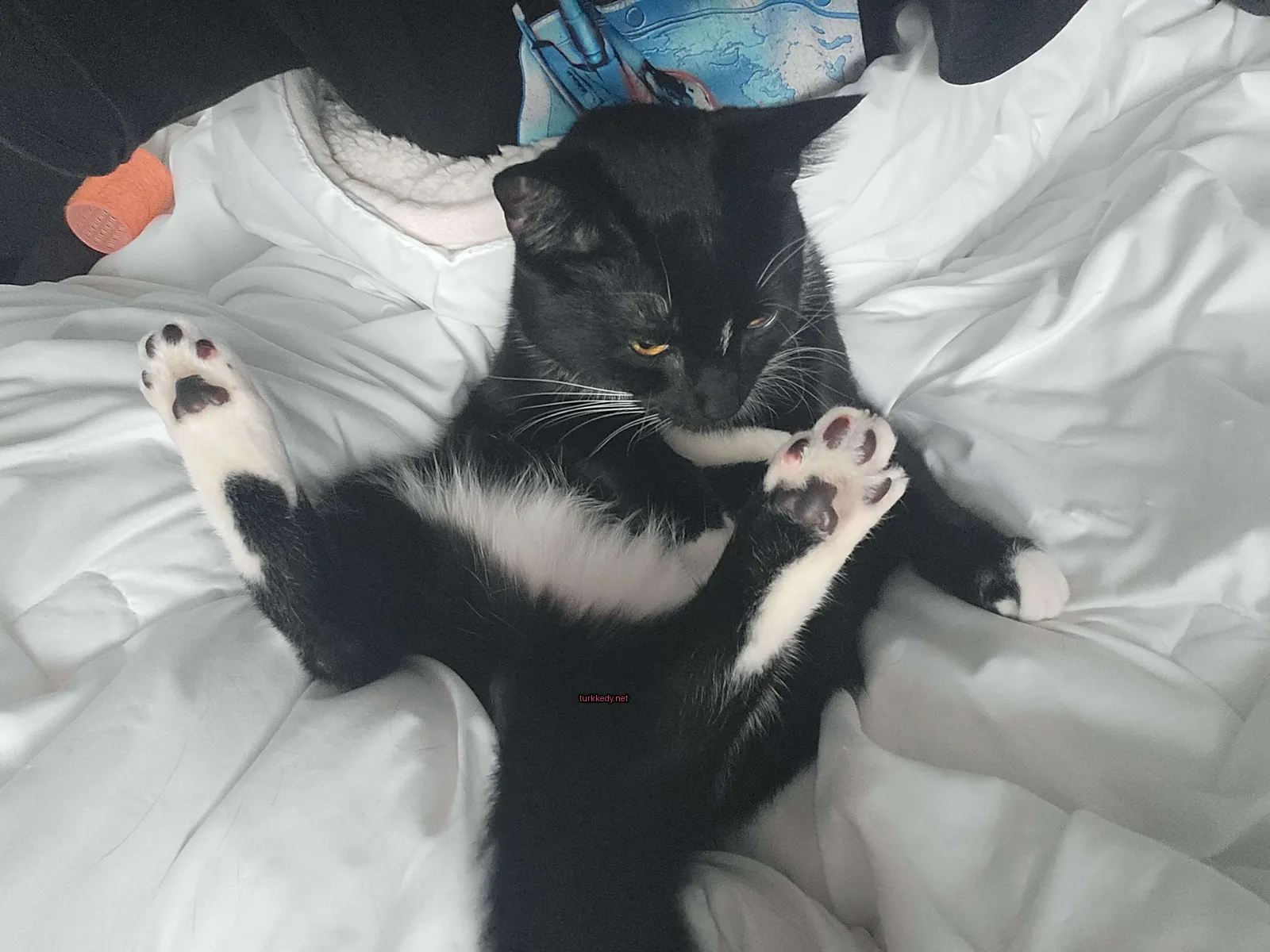 Kedi #2810