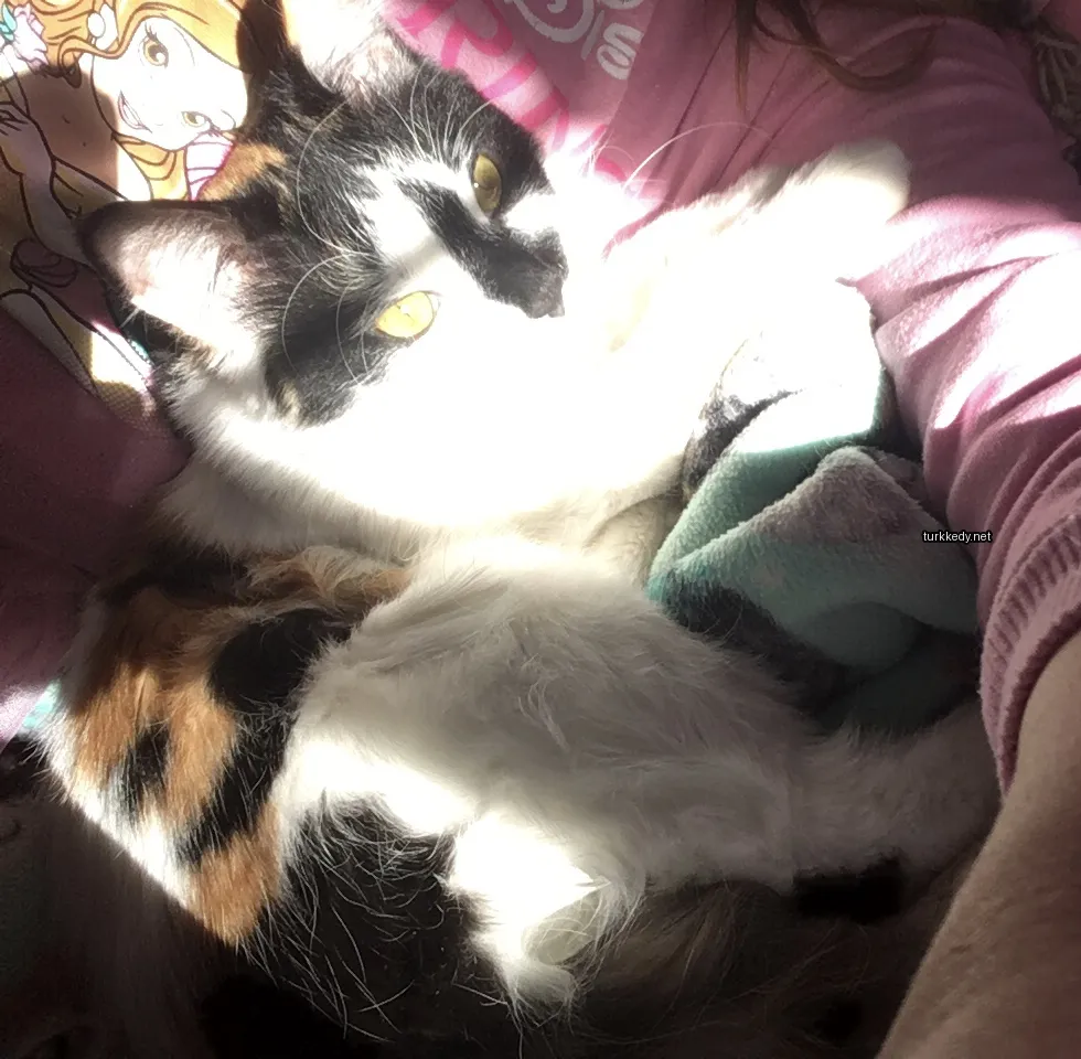 Siyah ve beyaz bir kedi, kalico desenli bir kedi, bir minderin üzerinde yatıyor.