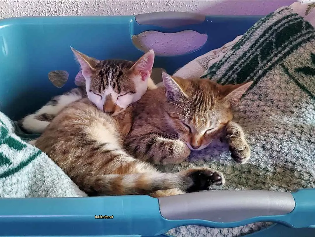 Mavi kabağda iki kedi uyuyor.