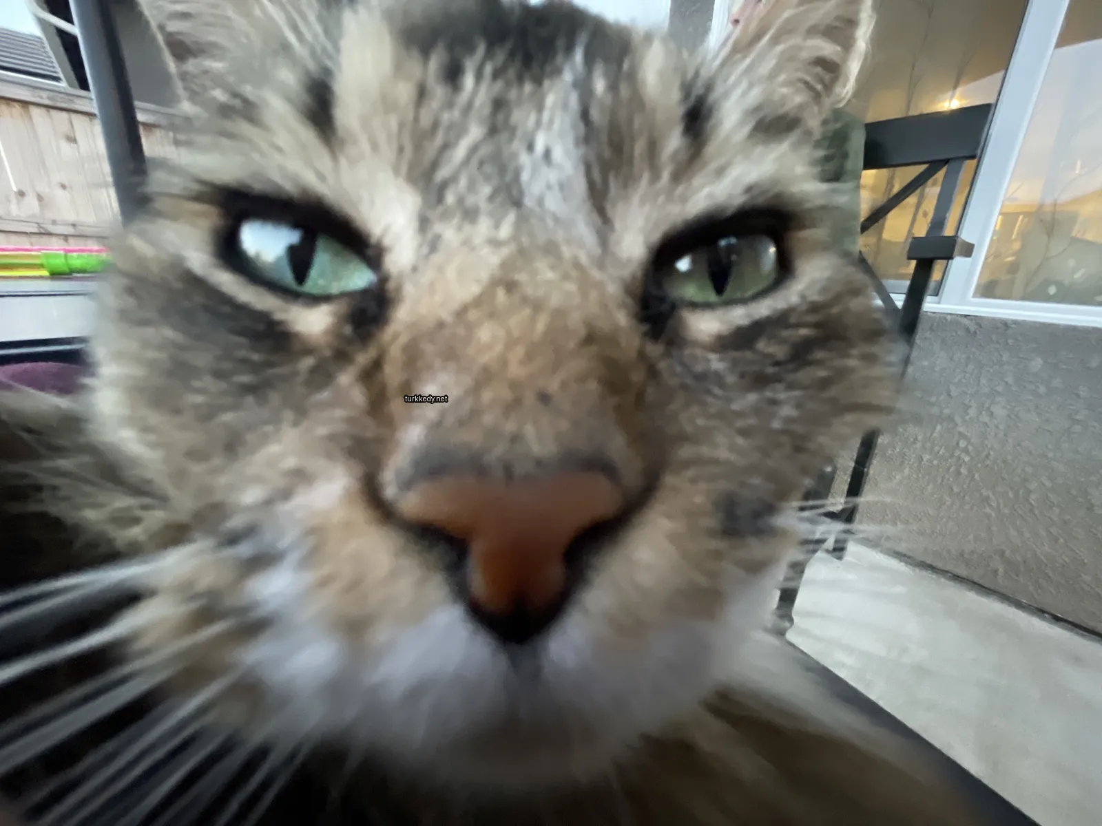 Kırmızı ve siyah desenli bir kedi bir sandalyede oturuyor.