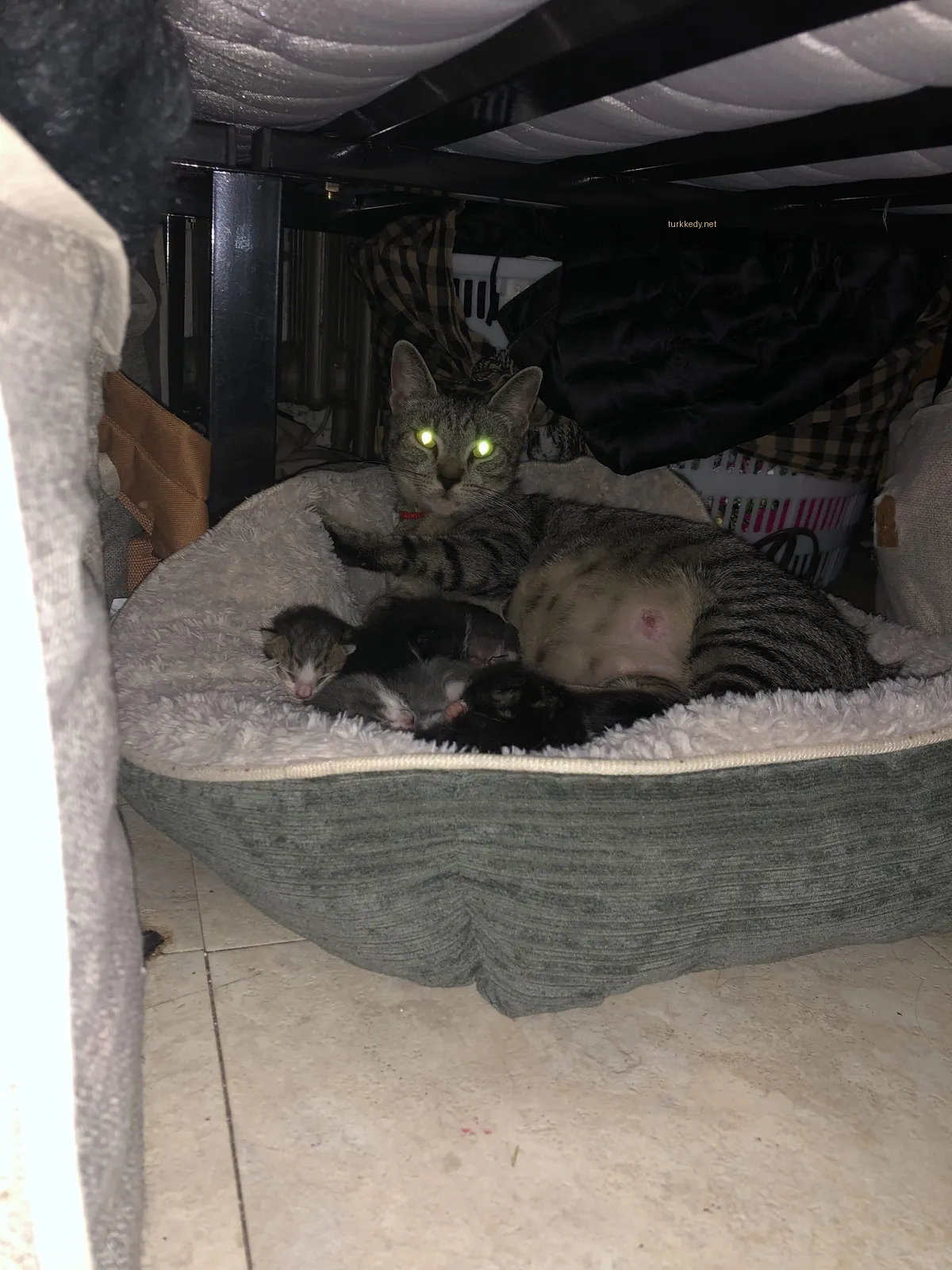 Kedi #2814