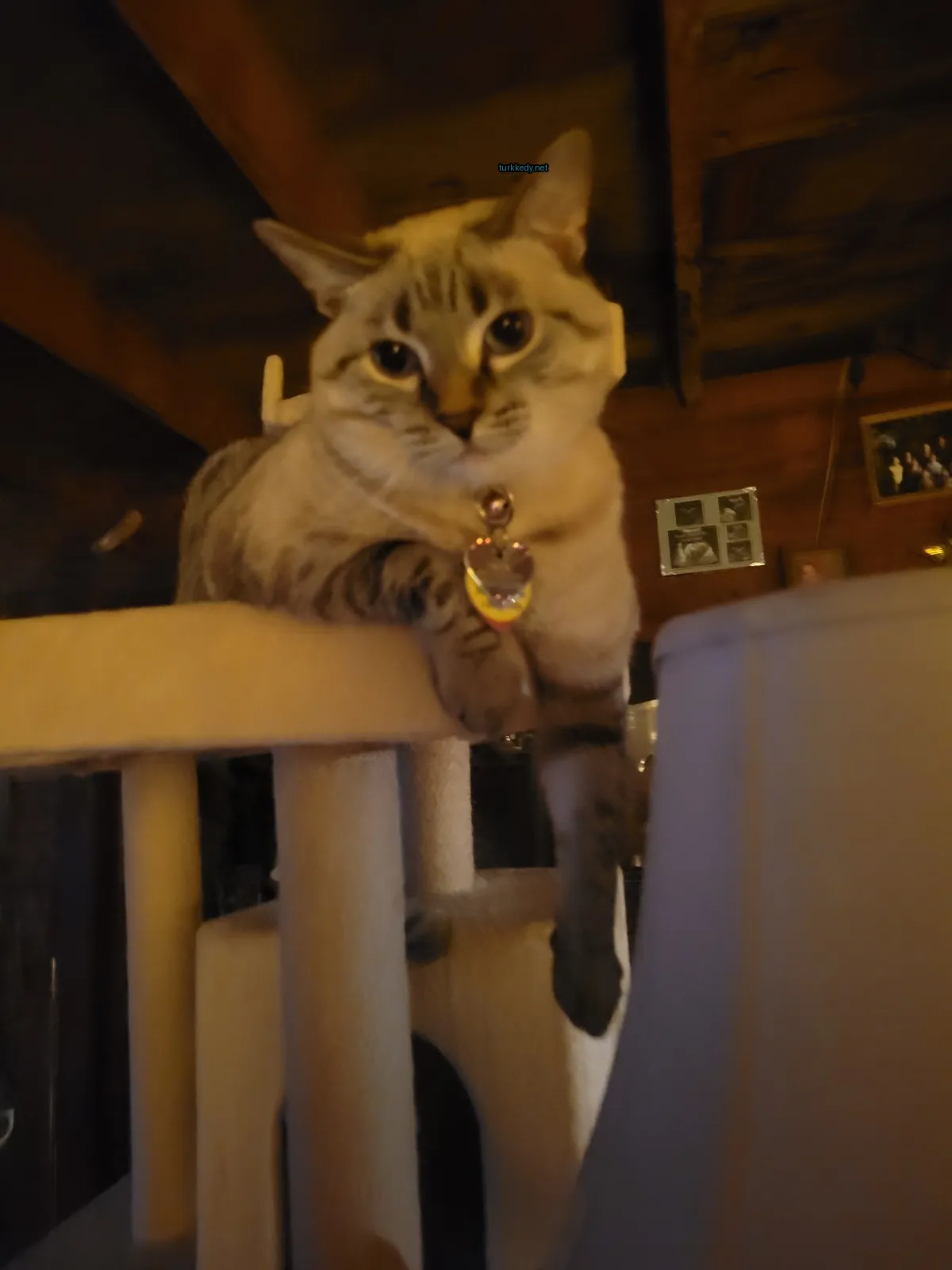 Gri ve beyaz bir kedi bir kedi ağacında oturuyor.