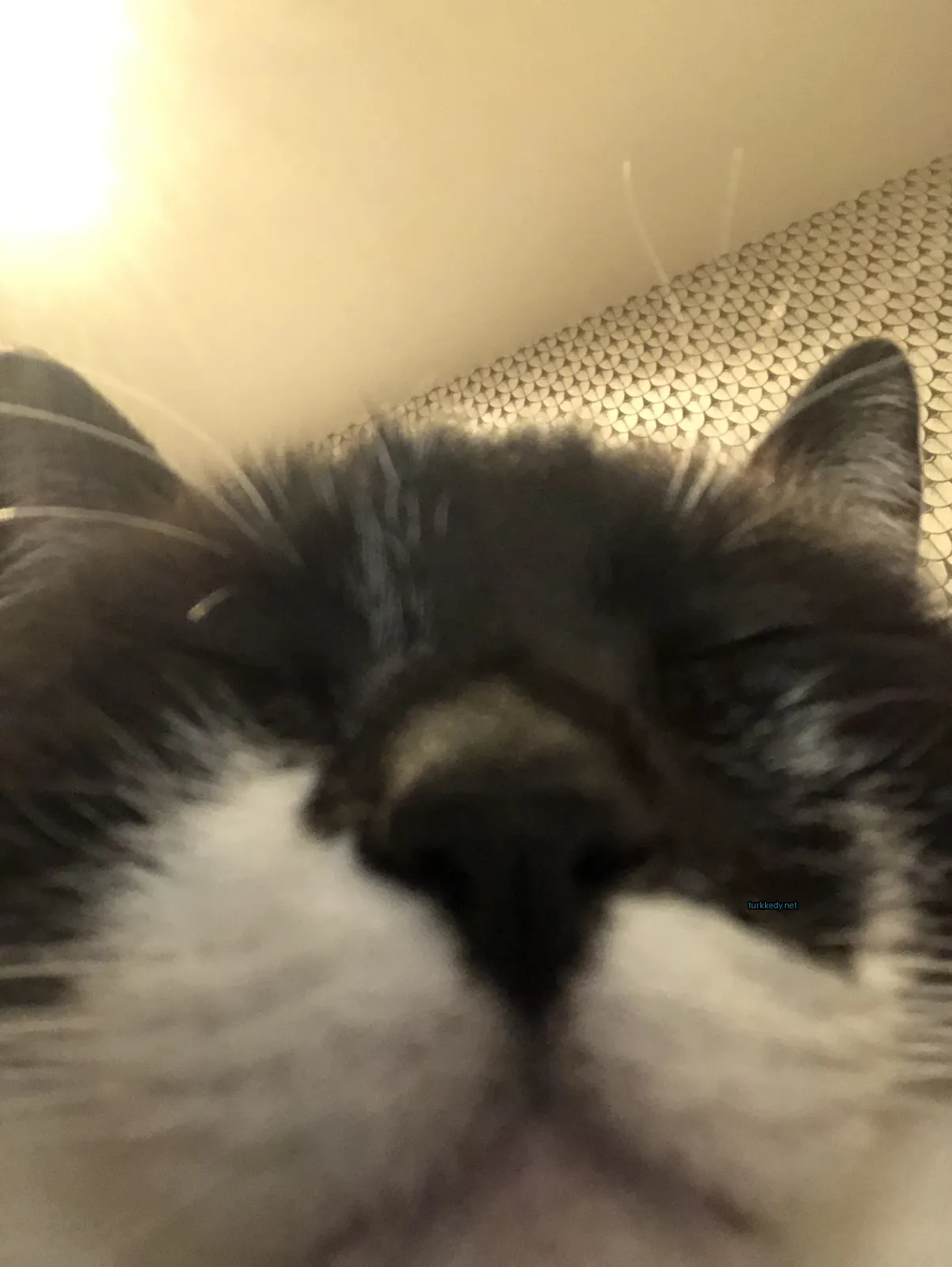 Kedi #2818