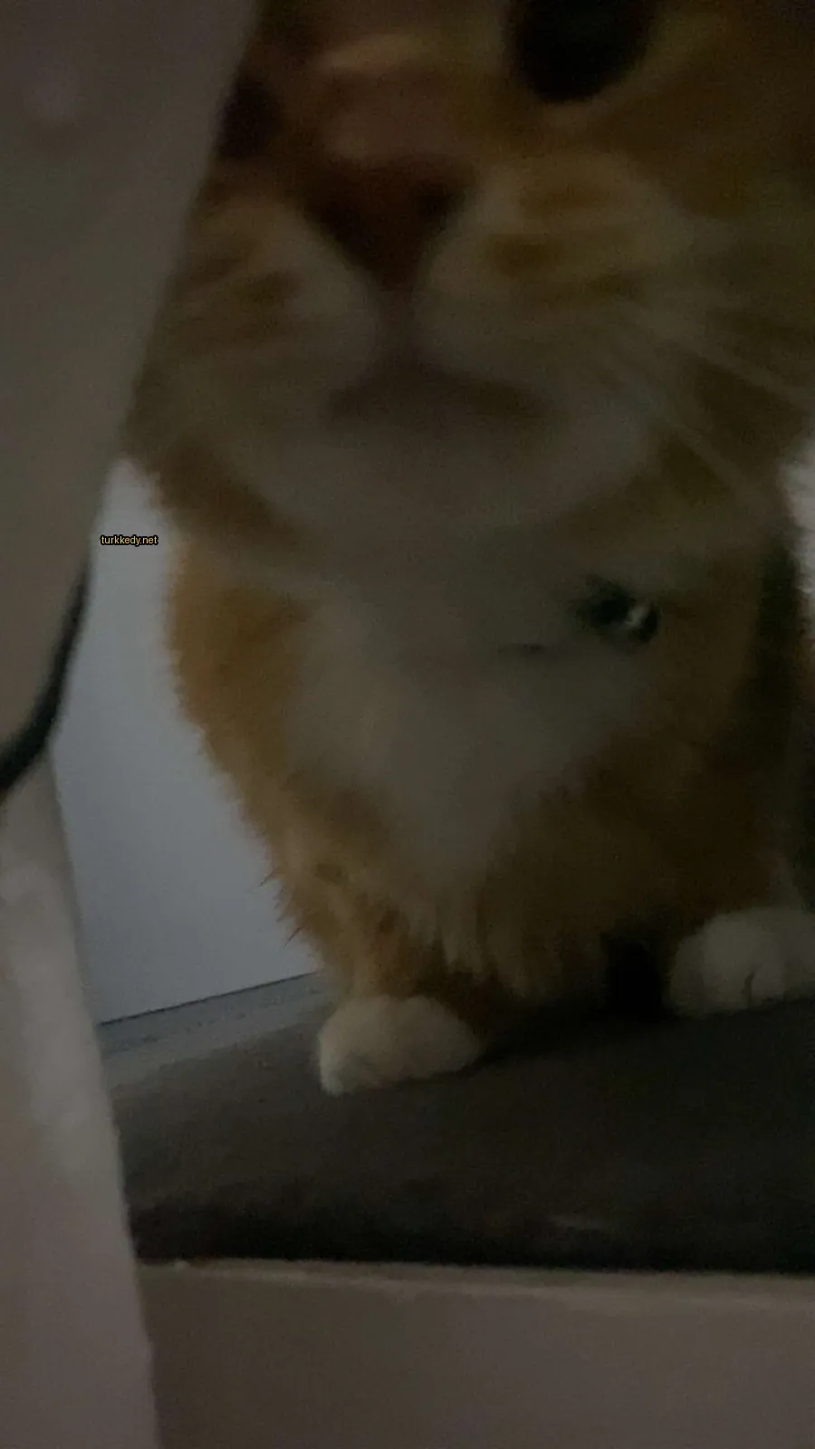 Kara ve beyaz bir kedi, boynunda siyah bir kemer var.