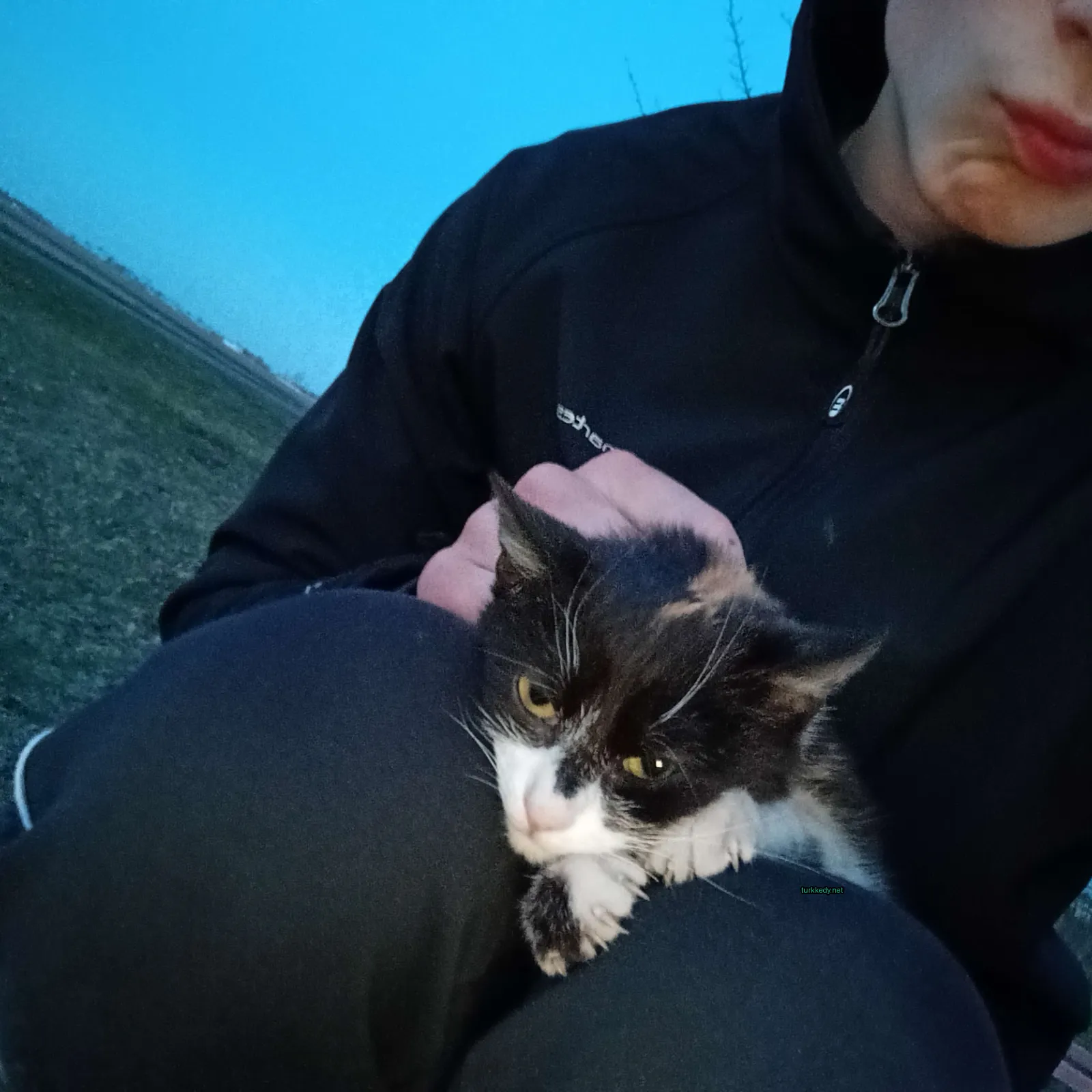 Siyah ve beyaz bir kedi, beyaz göğüs ve sarı bir gözle, bir kişinin bacakları üzerinde oturuyor.
