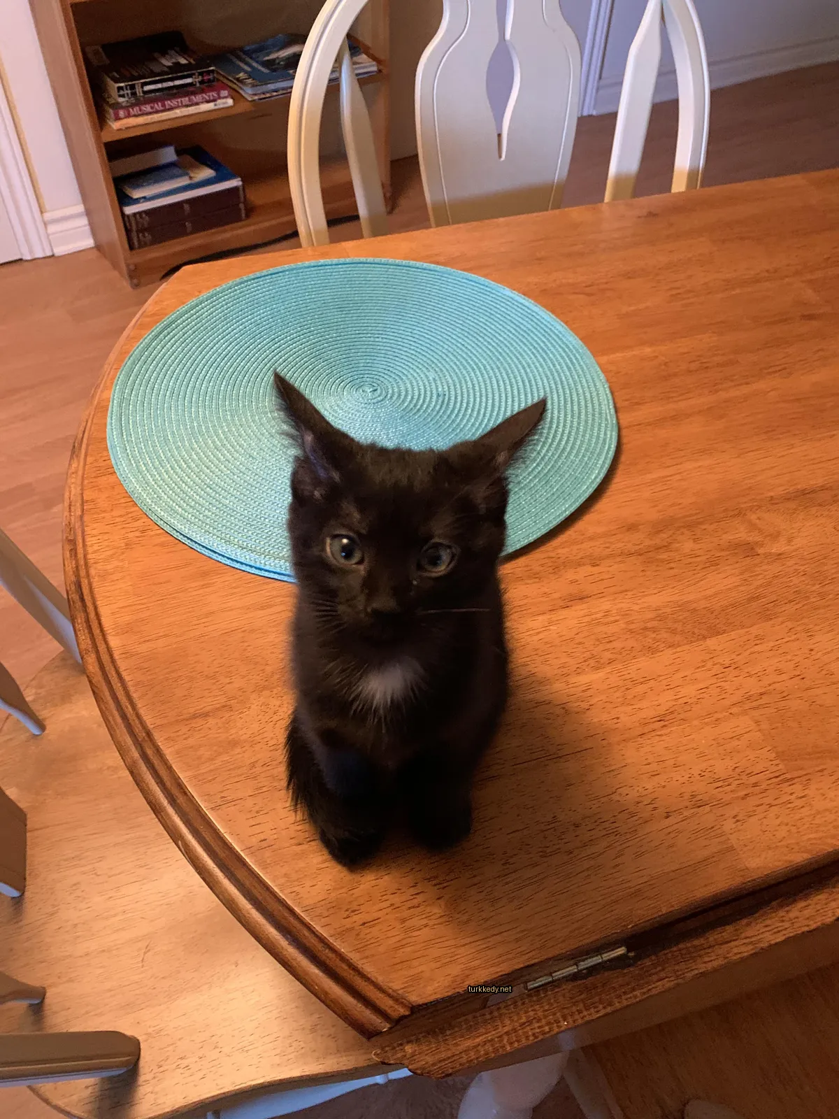Siyah bir kedi, beyaz tüylü burunları olan bir ahşap masada oturuyor.