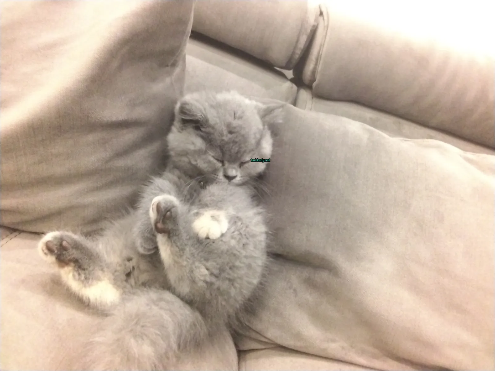 Gri ve beyaz bir kedi bir sofa üzerinde yatıyor.