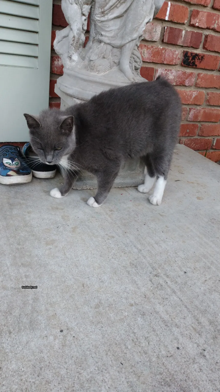 Gri bir kedi beyaz ayaklarıyla bir sidewalkta duruyor.