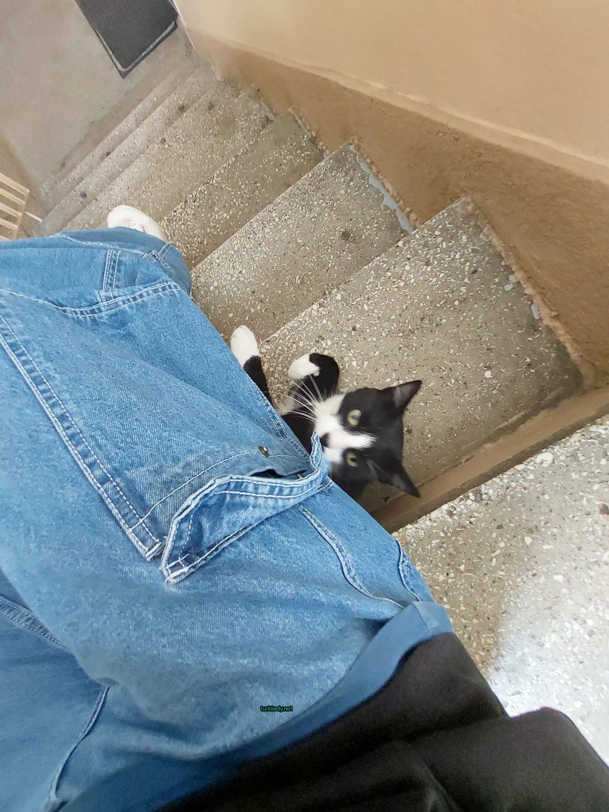Kedi fotoğrafı #2822