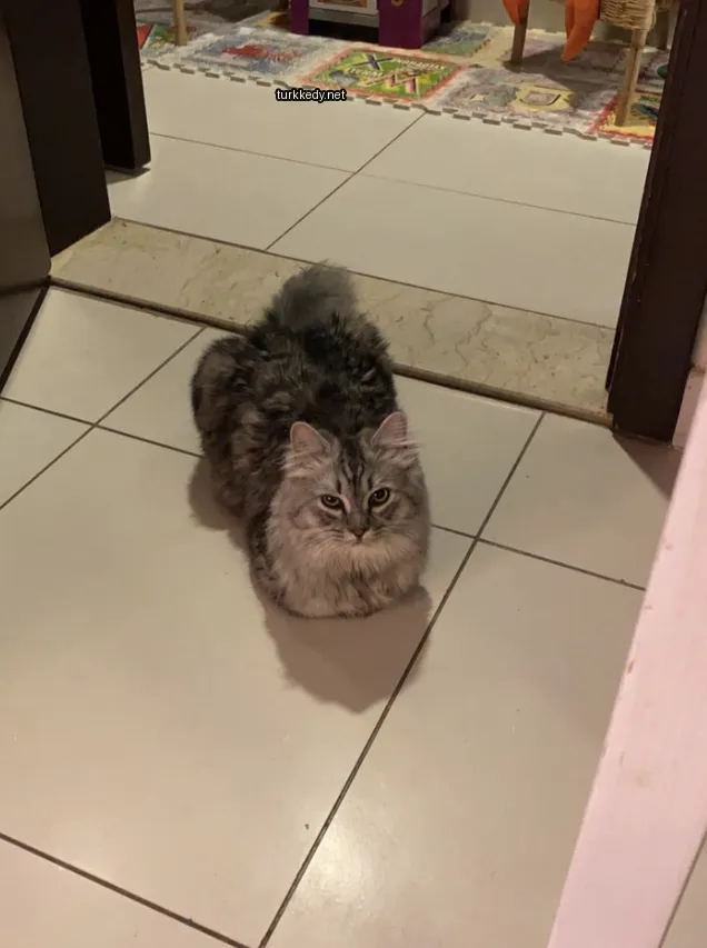 Gri ve siyah bir kedi zemine uzanmış.